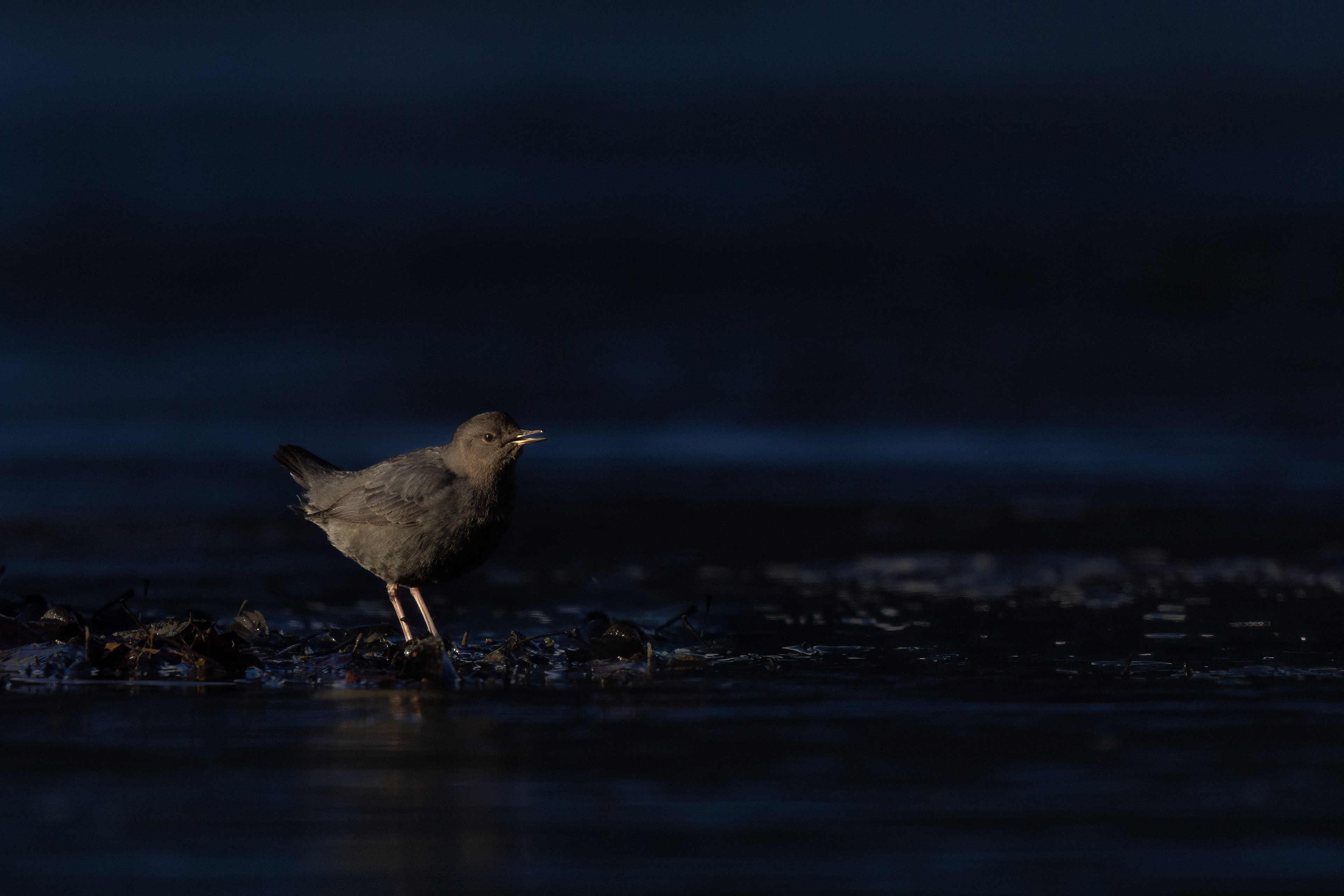 American Dipper - Canada