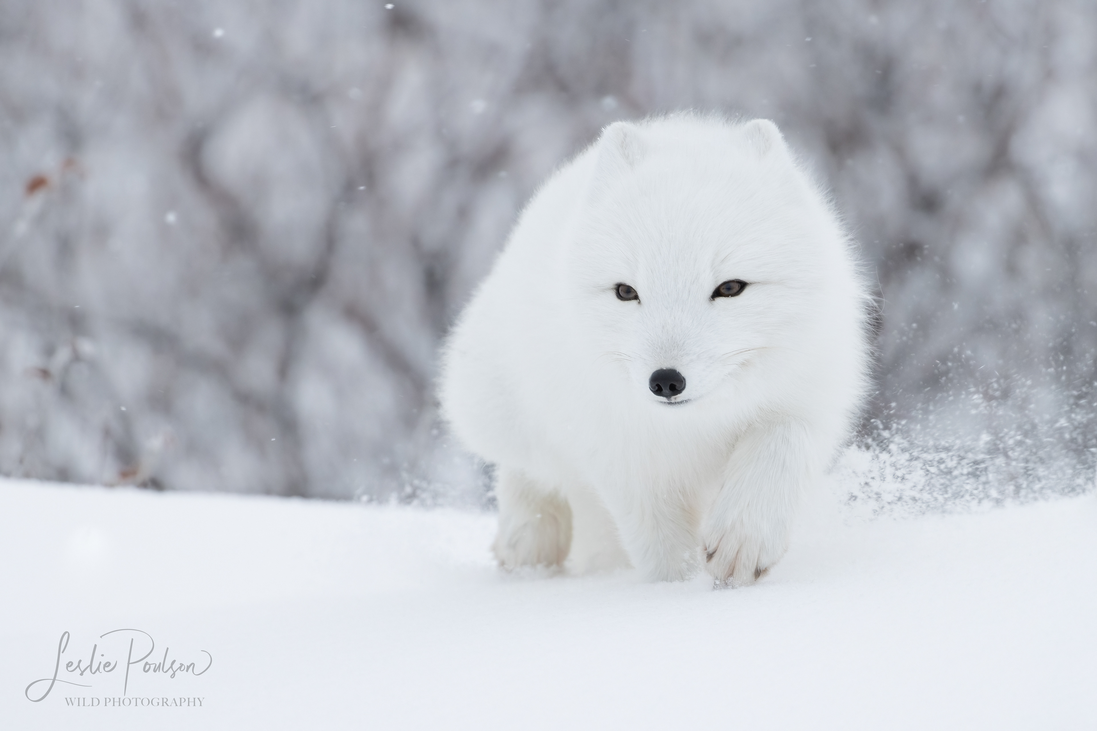 Arctic Fox - Canada