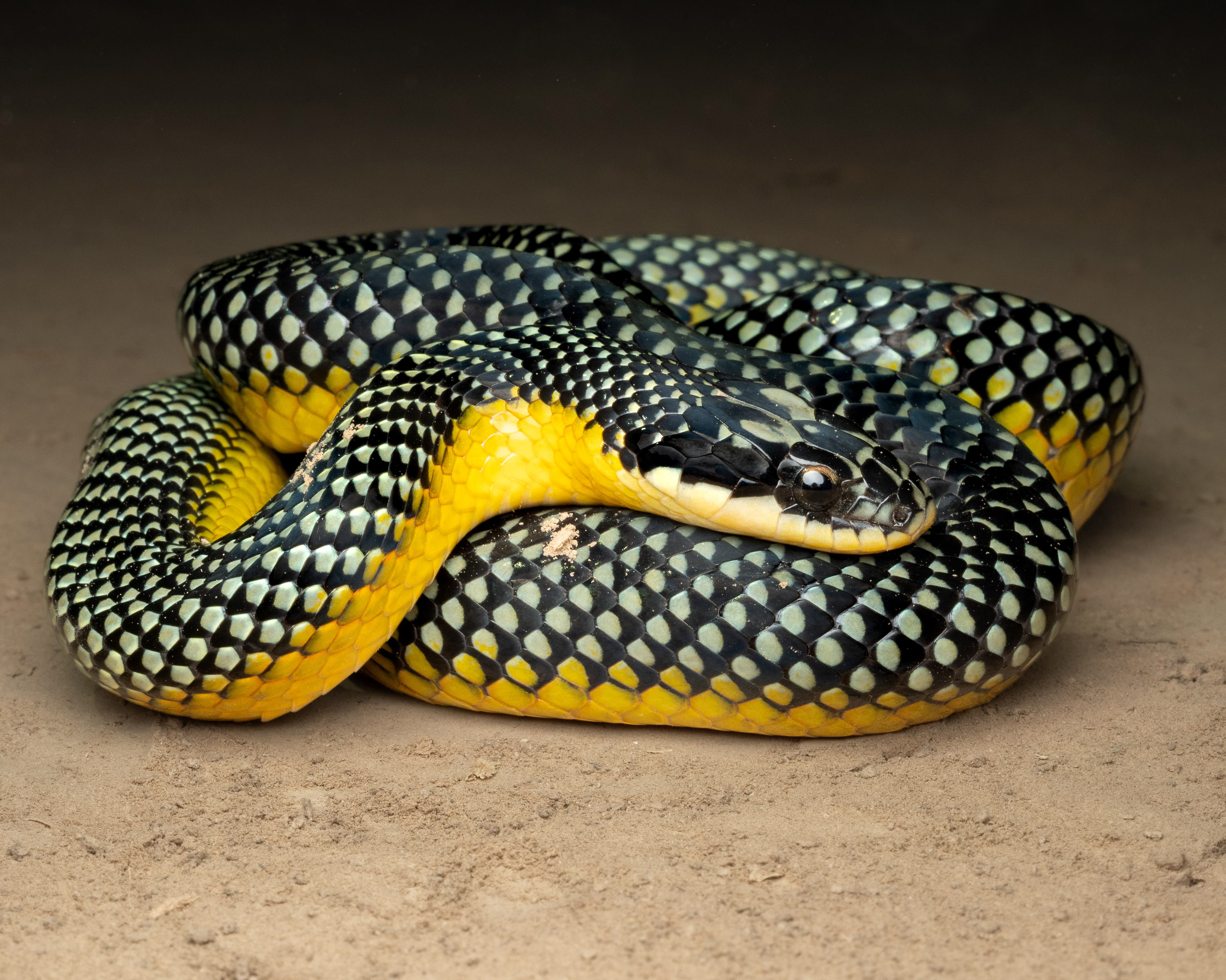 Yellow-Bellied Liophis - Bolivia