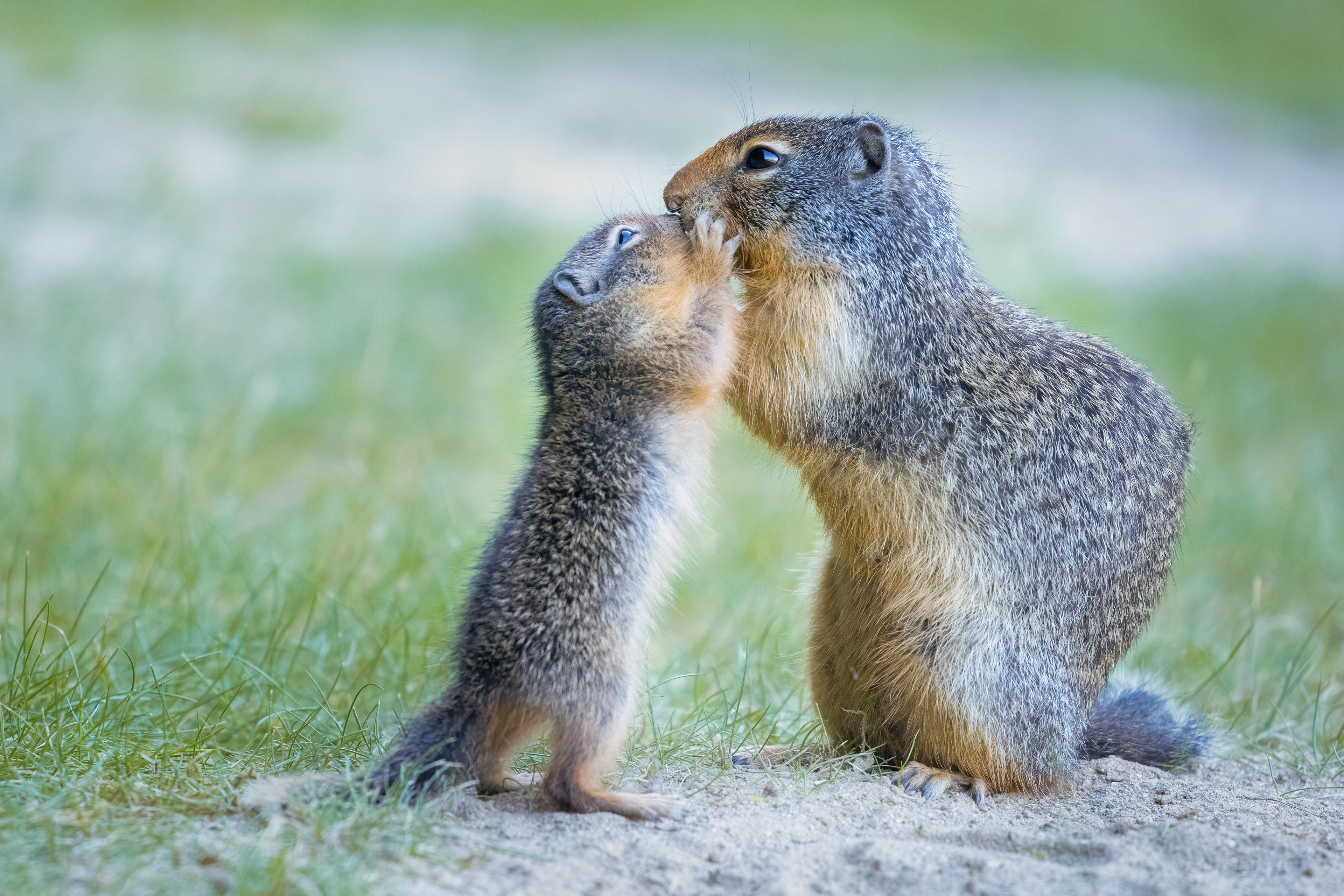 Ground Squirrels - Canada