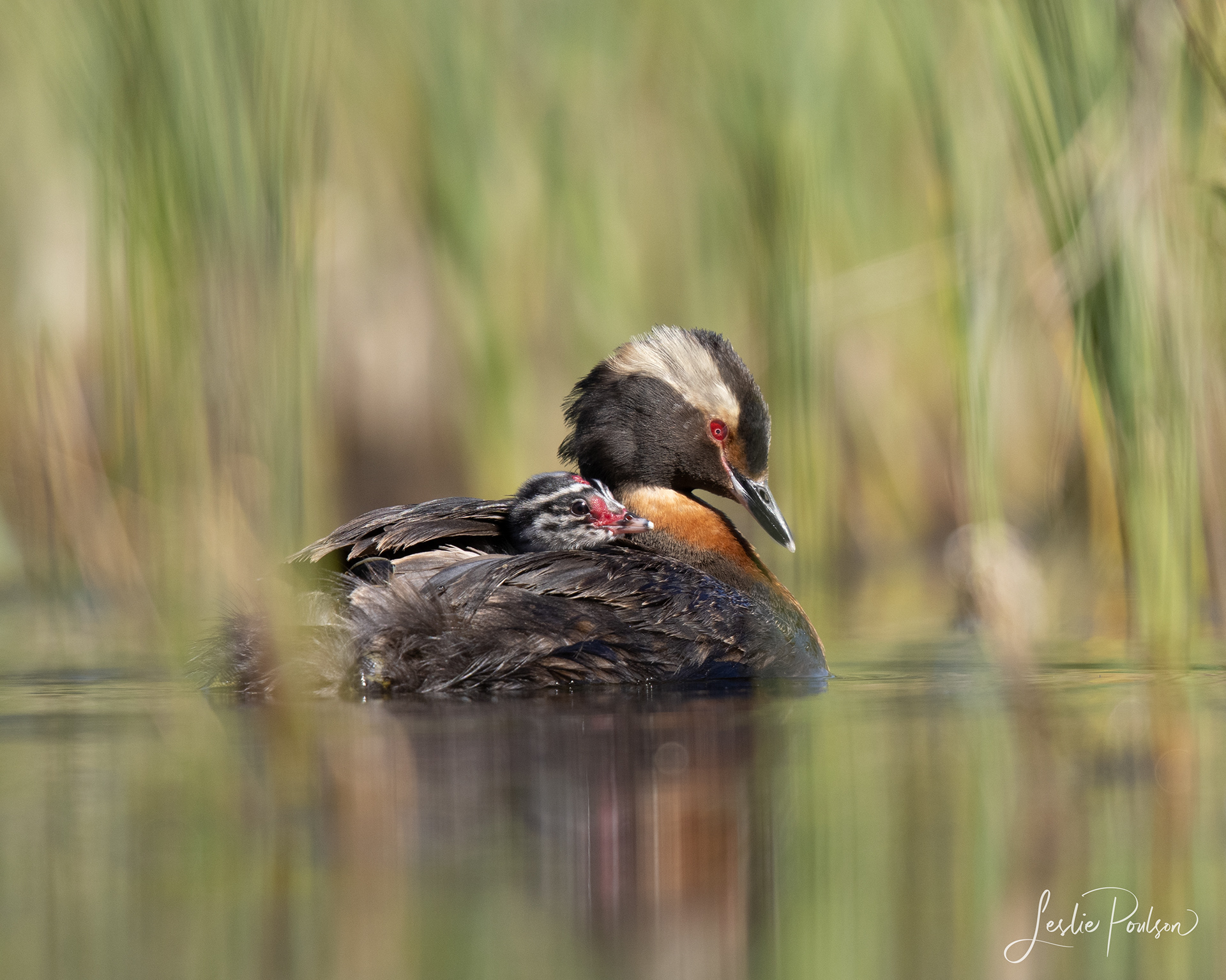 Horned Grebe - Canada