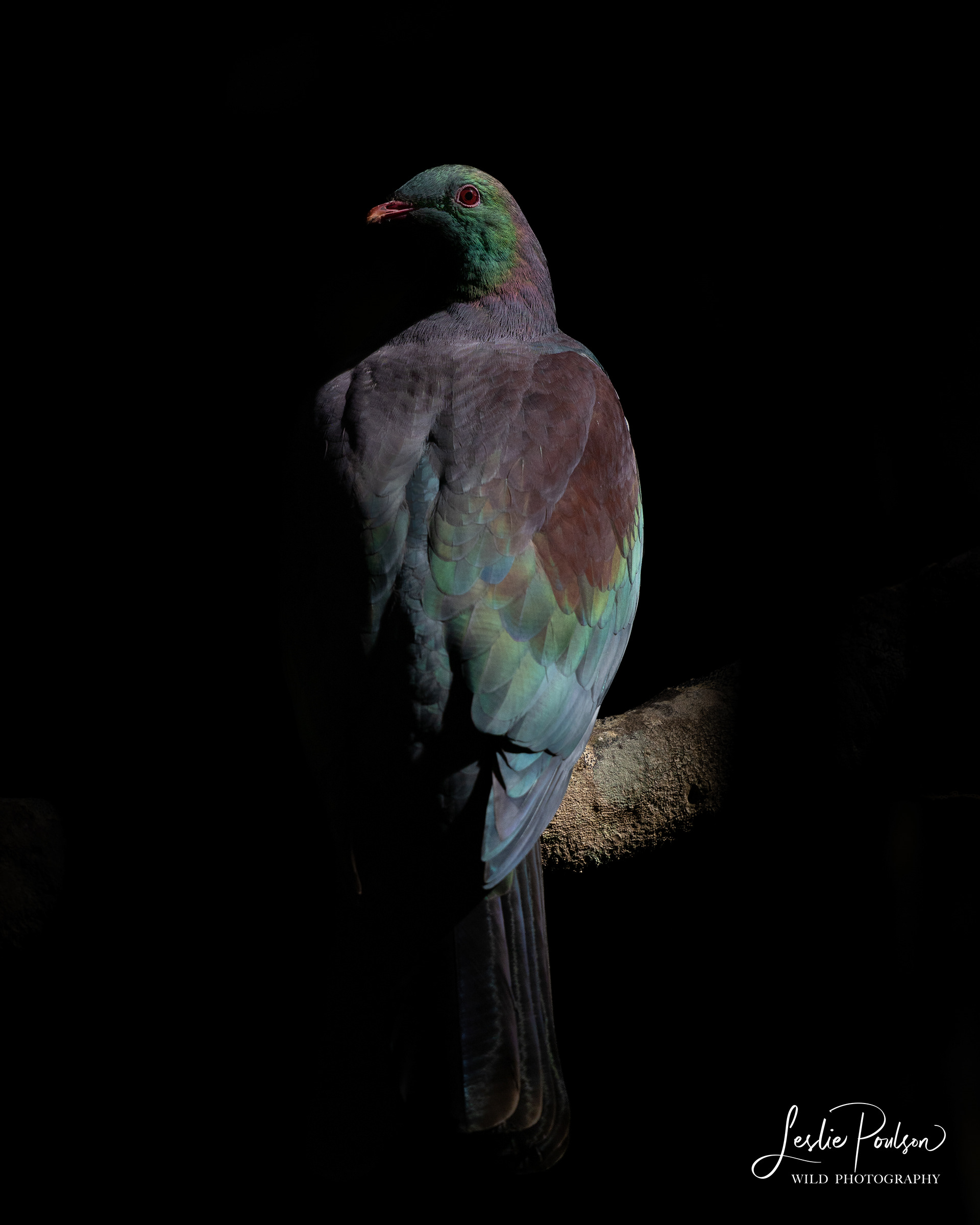 Kereru - New Zealand