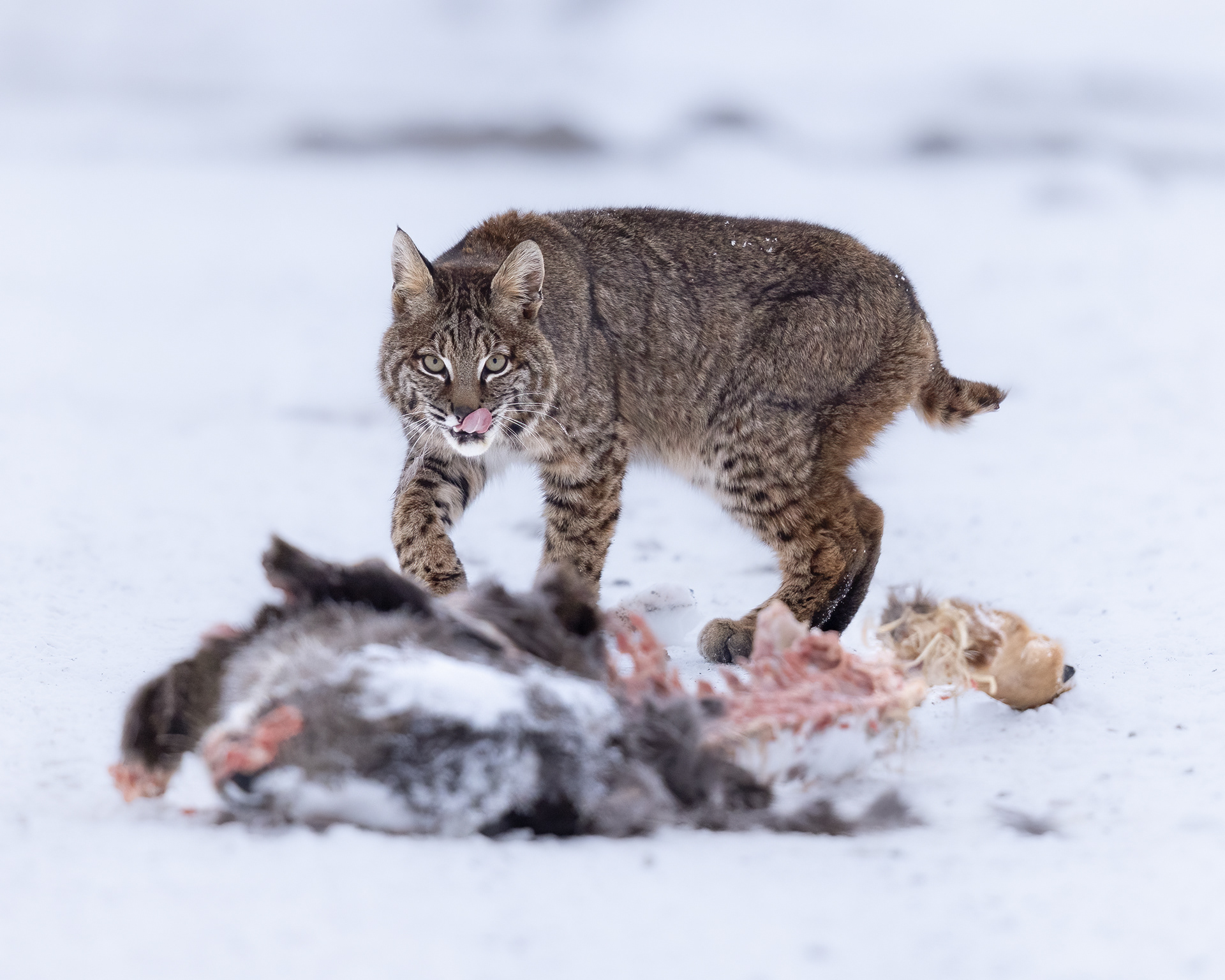 Bobcat with Deer Carcass