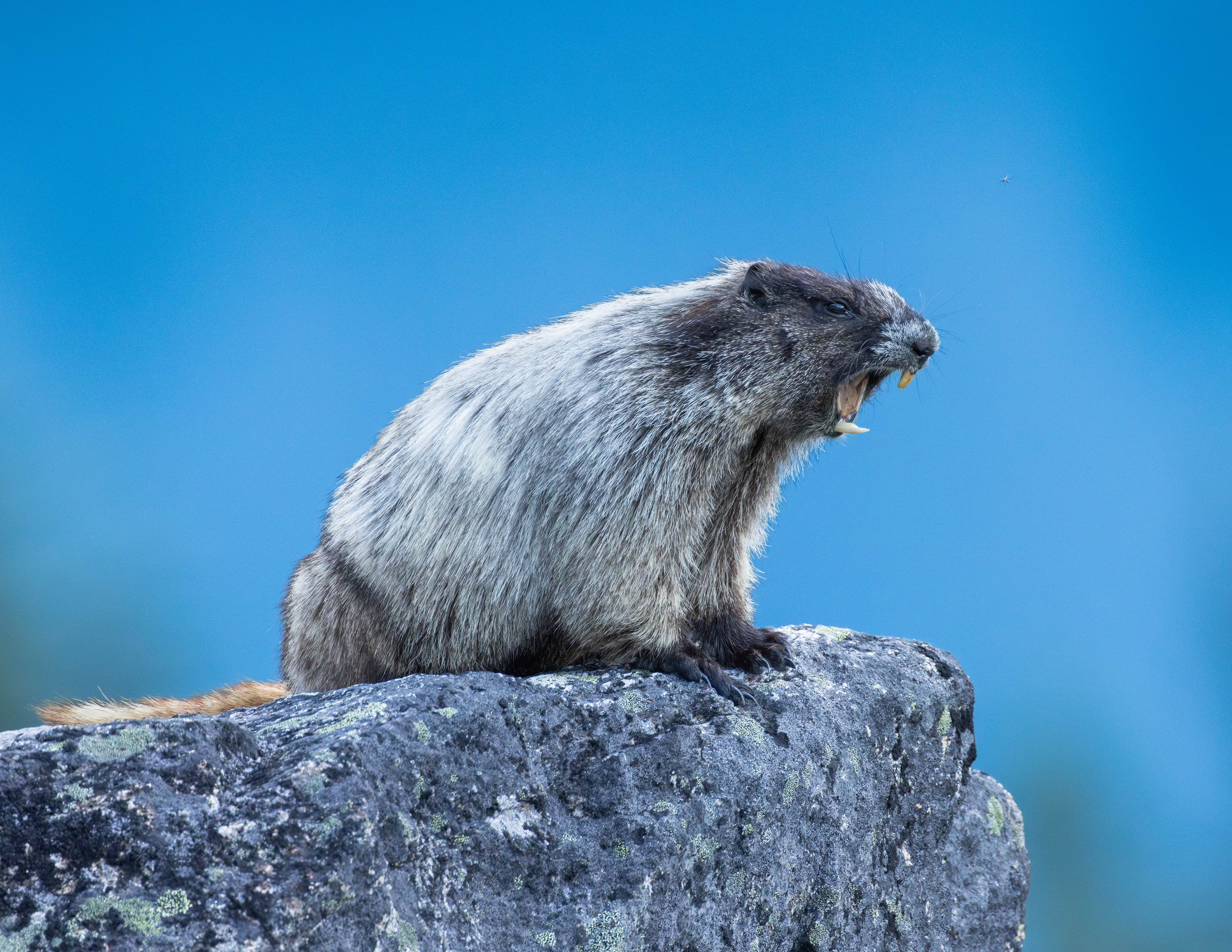 Hoary Marmot - Canada