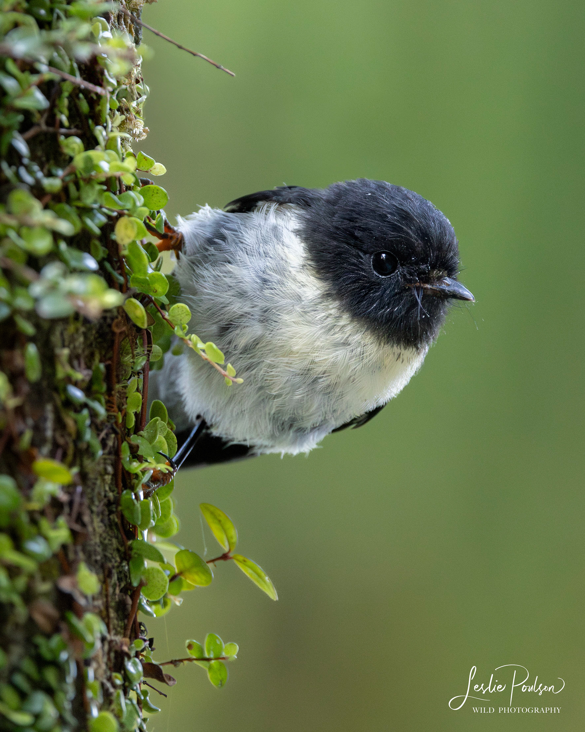 Ngirungiru / South Island Tomtit