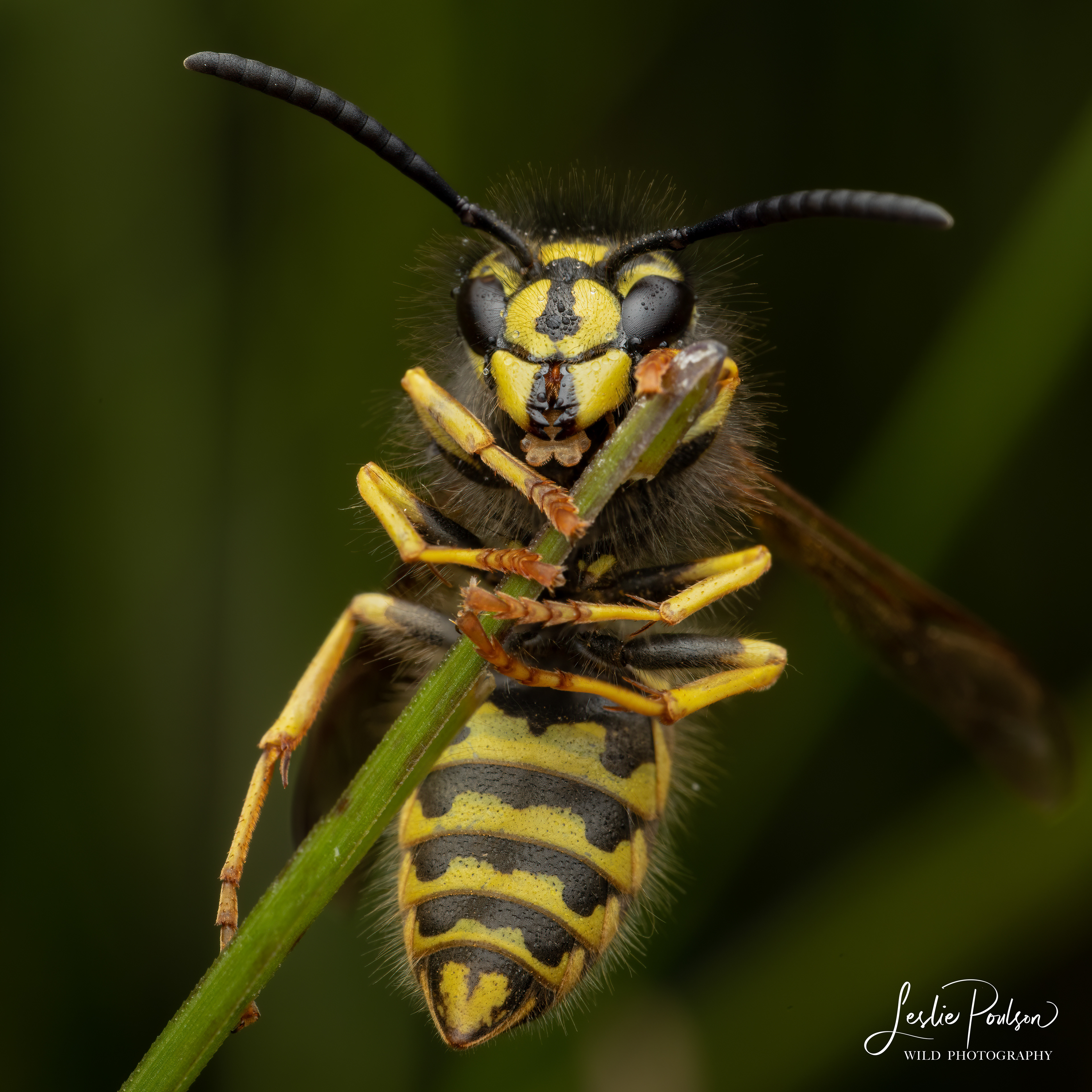 Alaskan Yellowjacket Wasp - Canada
