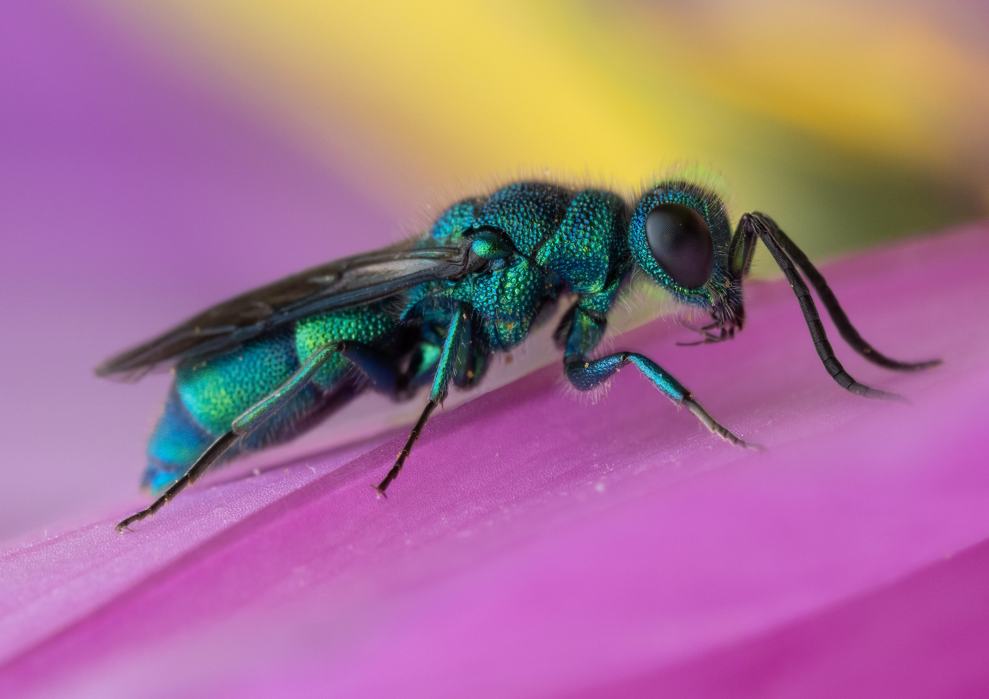 Cuckoo Wasp - Canada