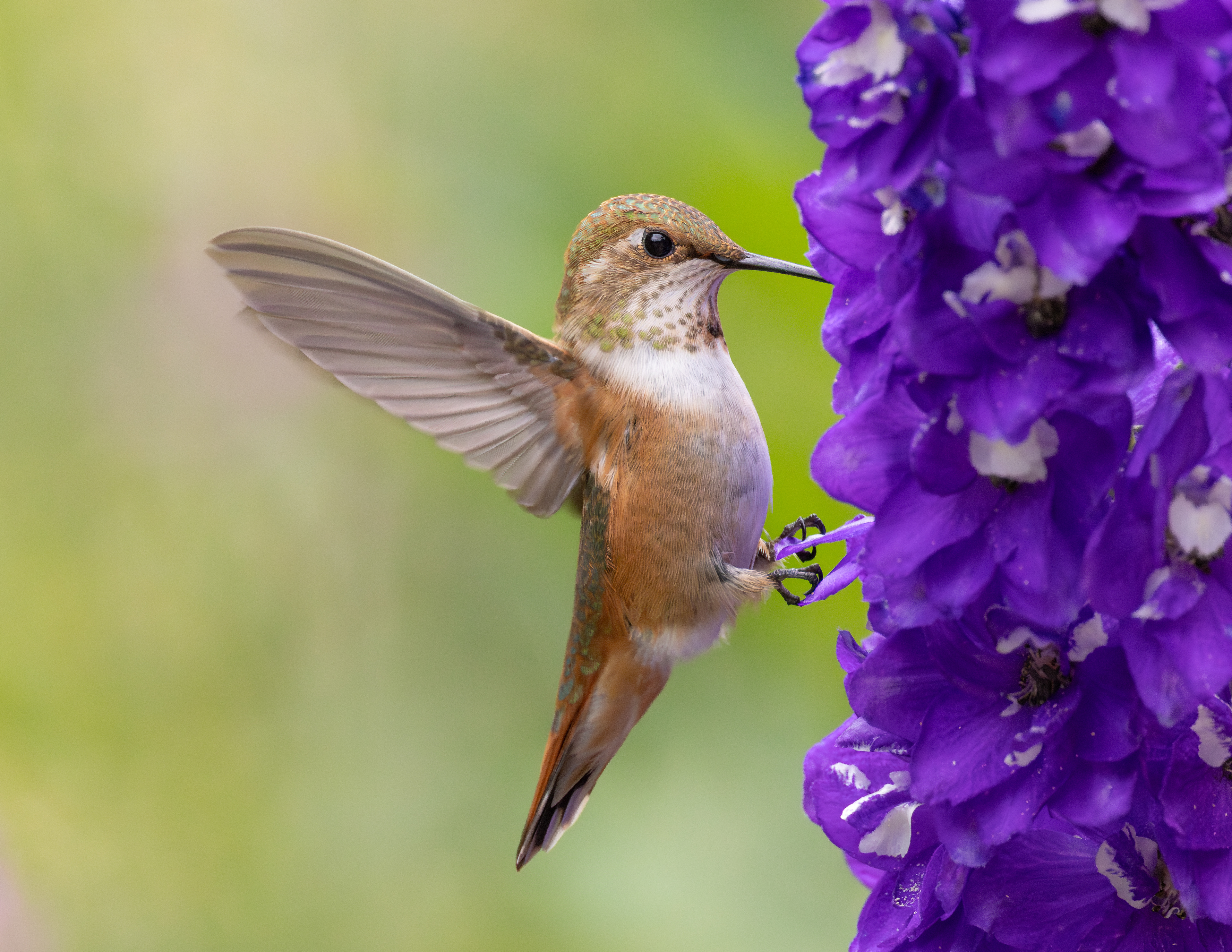 Rufous Hummingbird