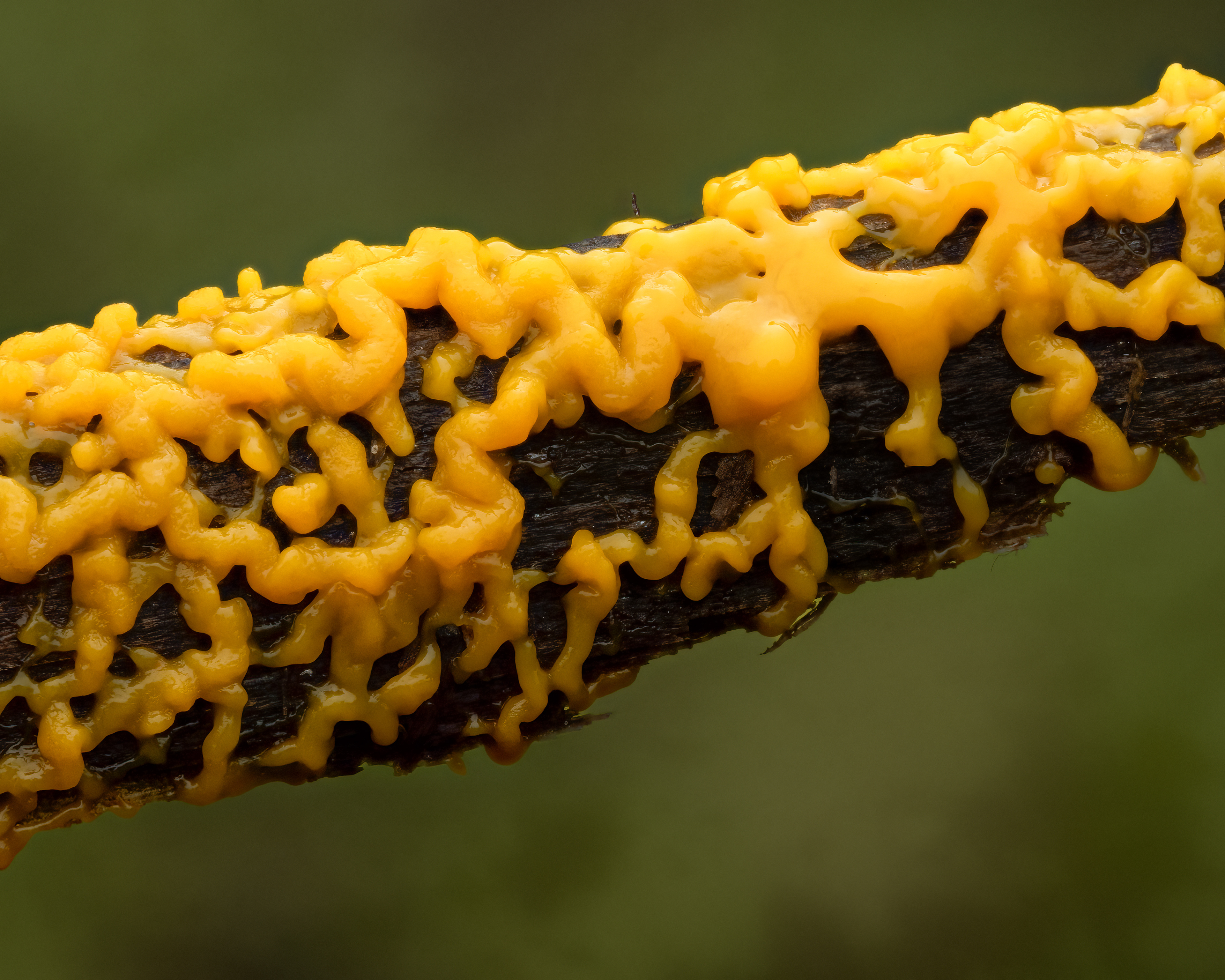 Slime Mold - Canada