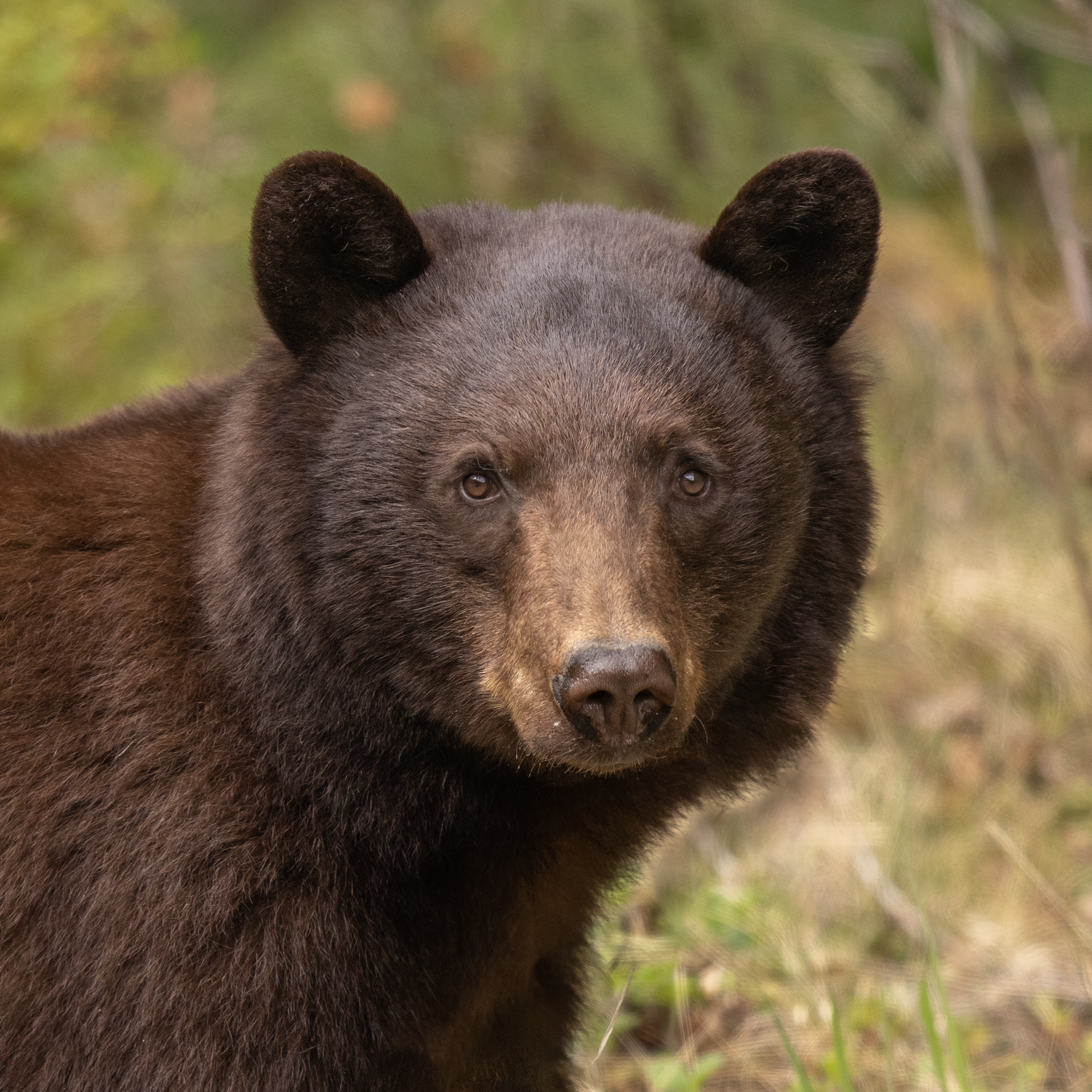 Black Bear Portrait