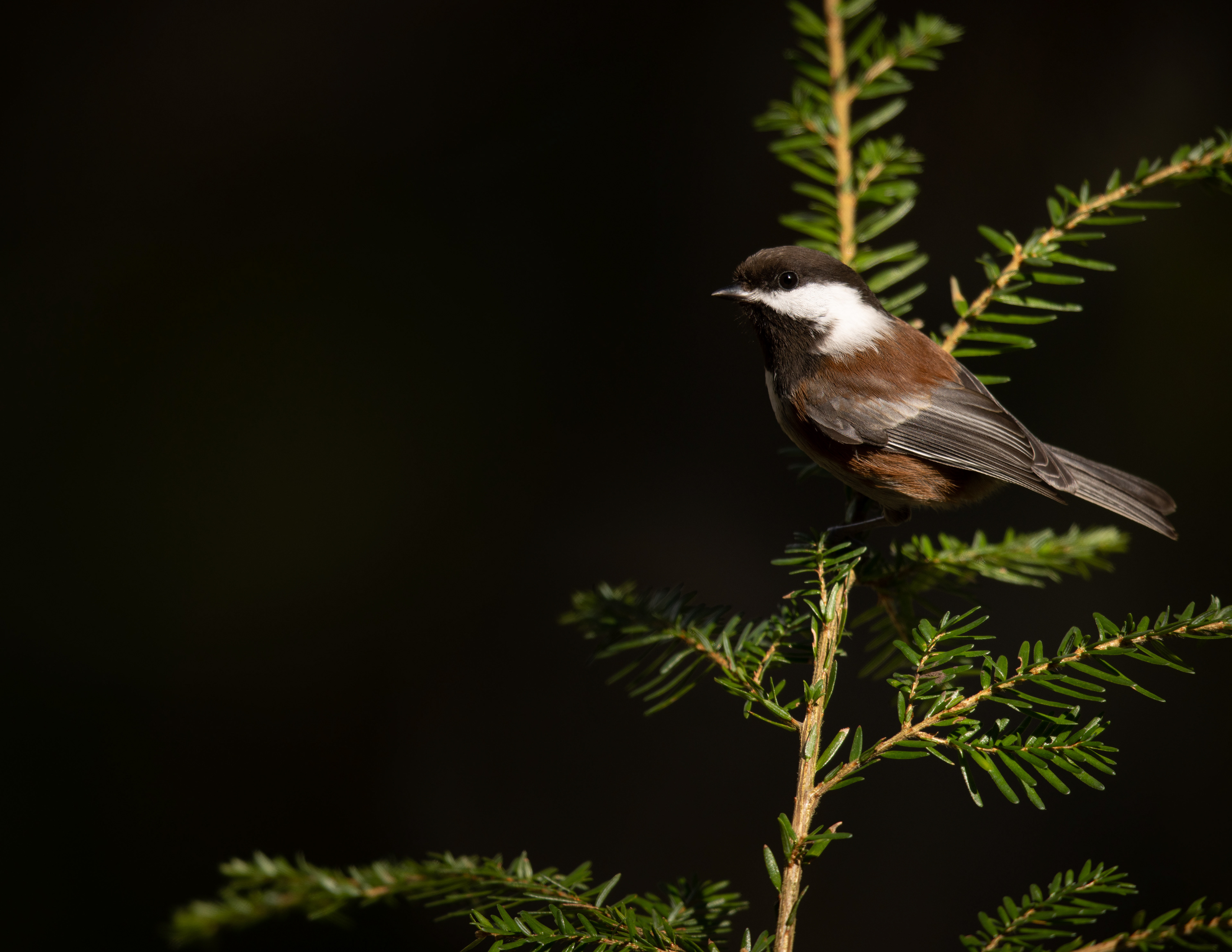 Chestnut-backed Chickadee