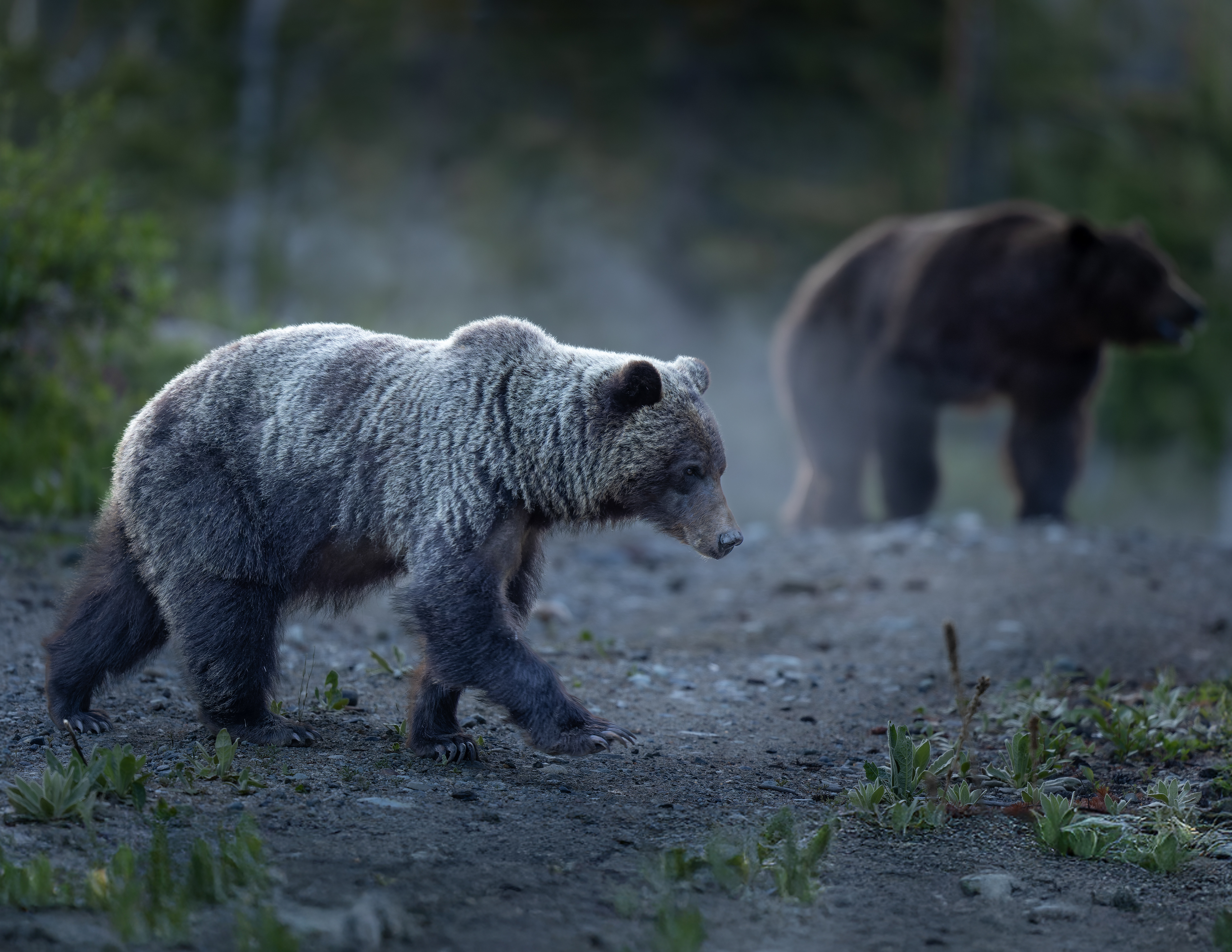 Grizzly Bears