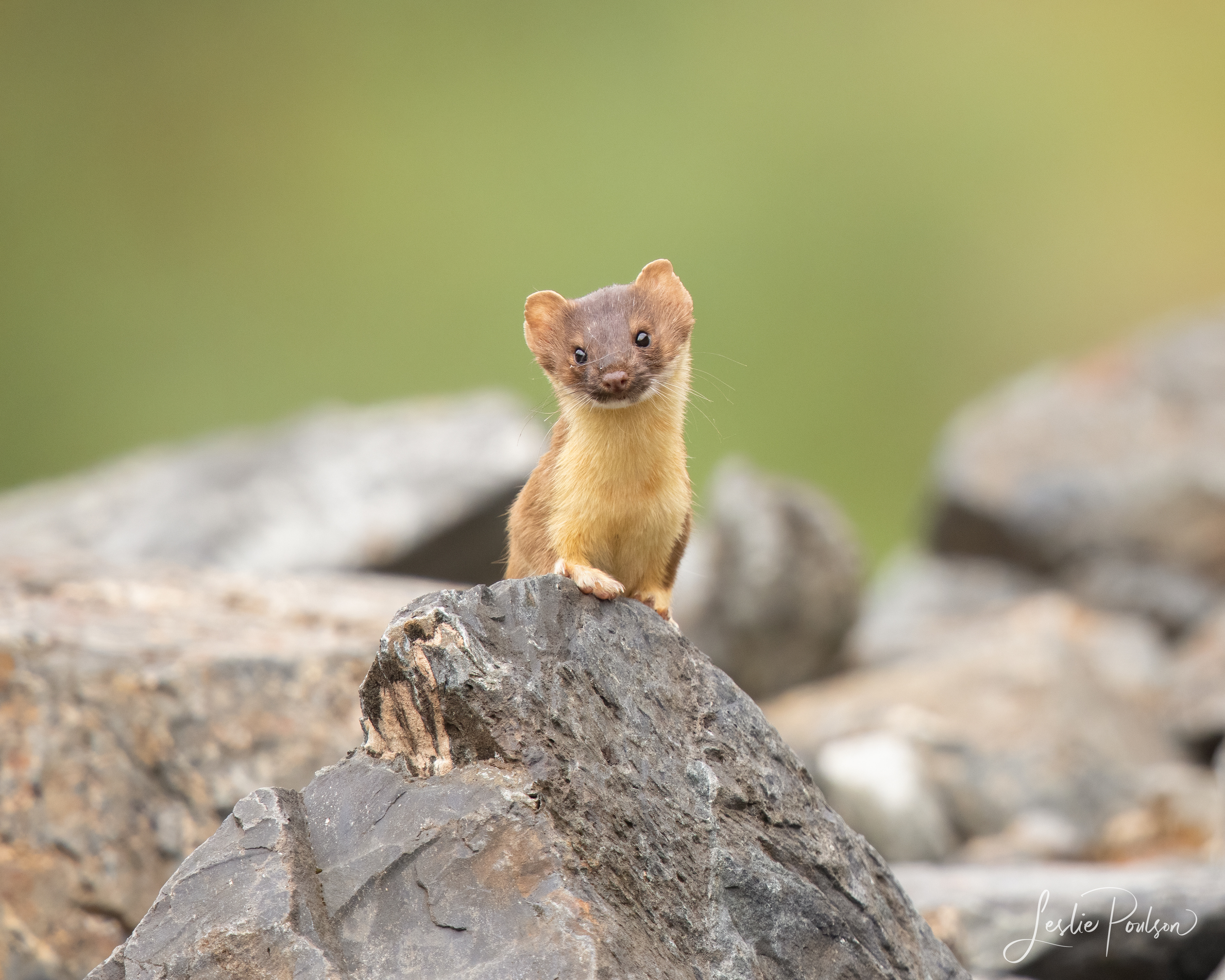 Weasel - Canada