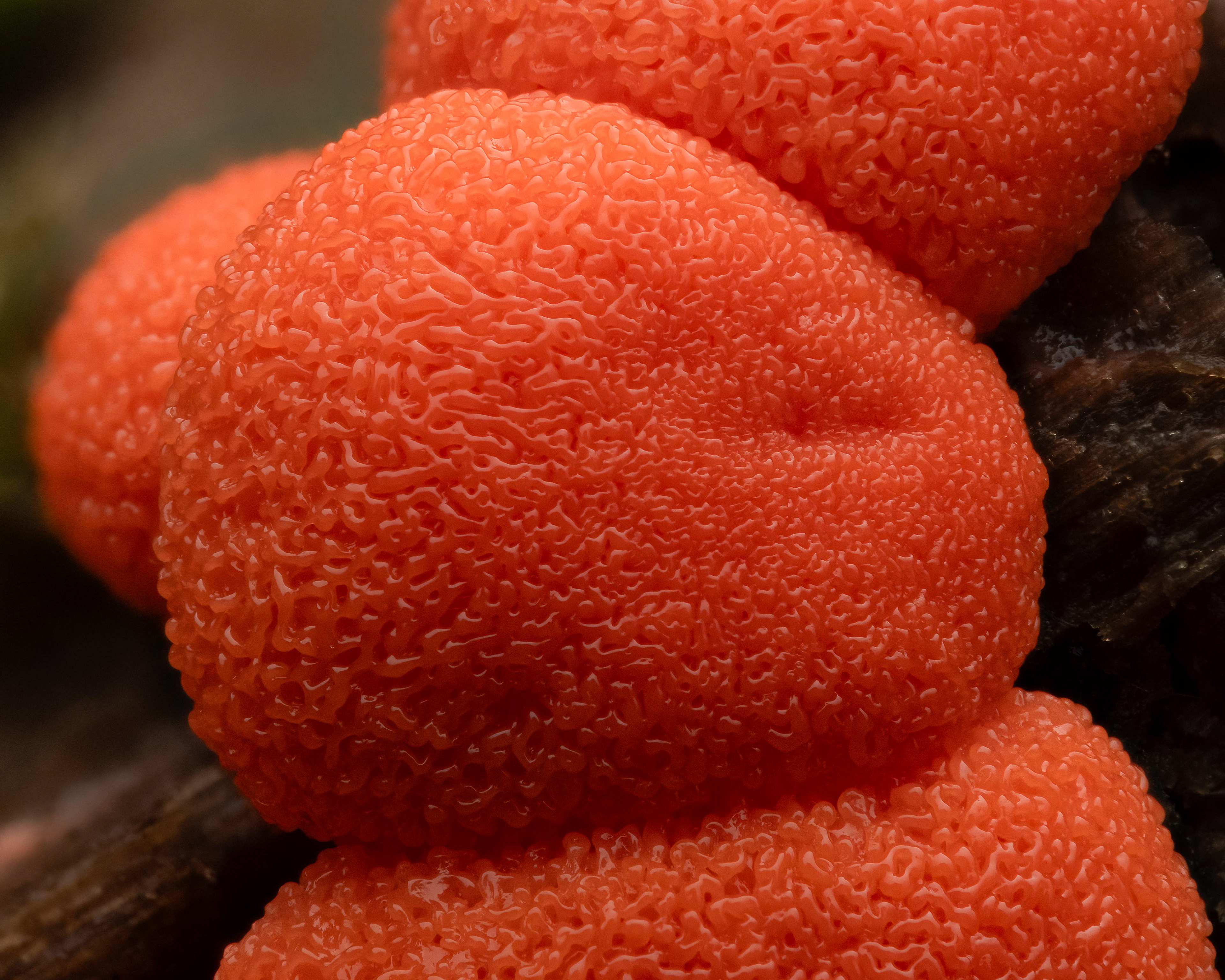 Wolf's Milk Slime Mold - Canada