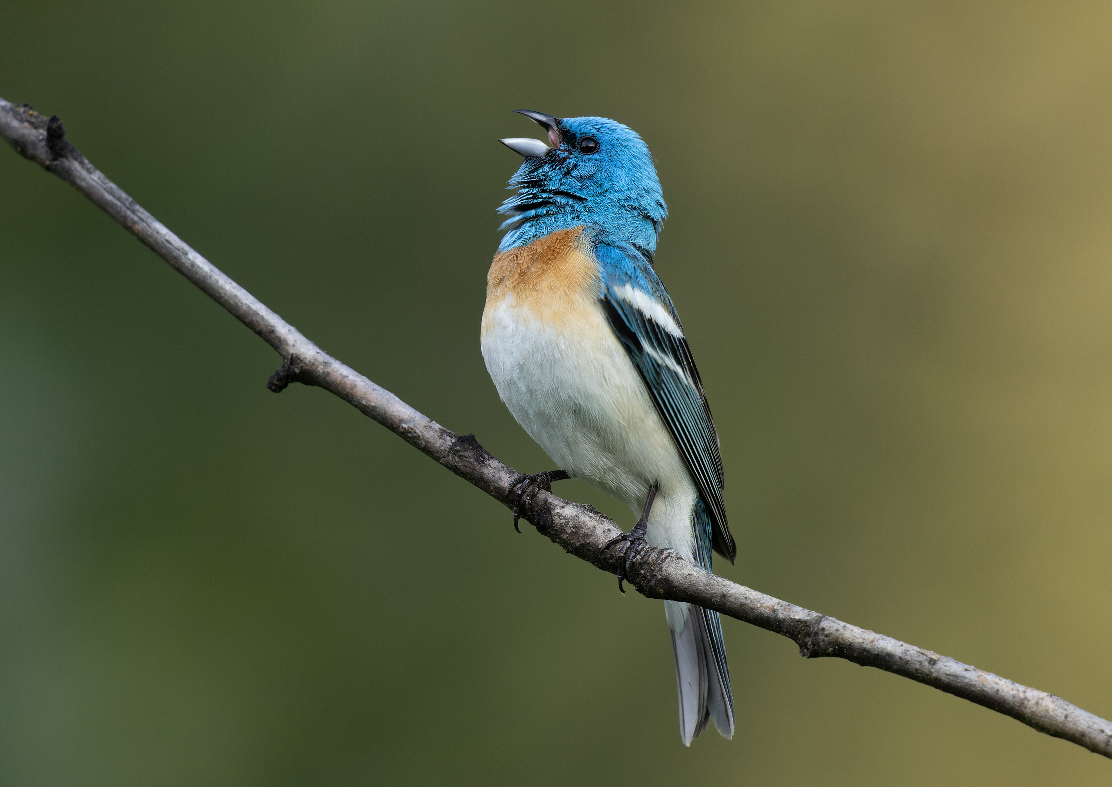 Lazuli Bunting