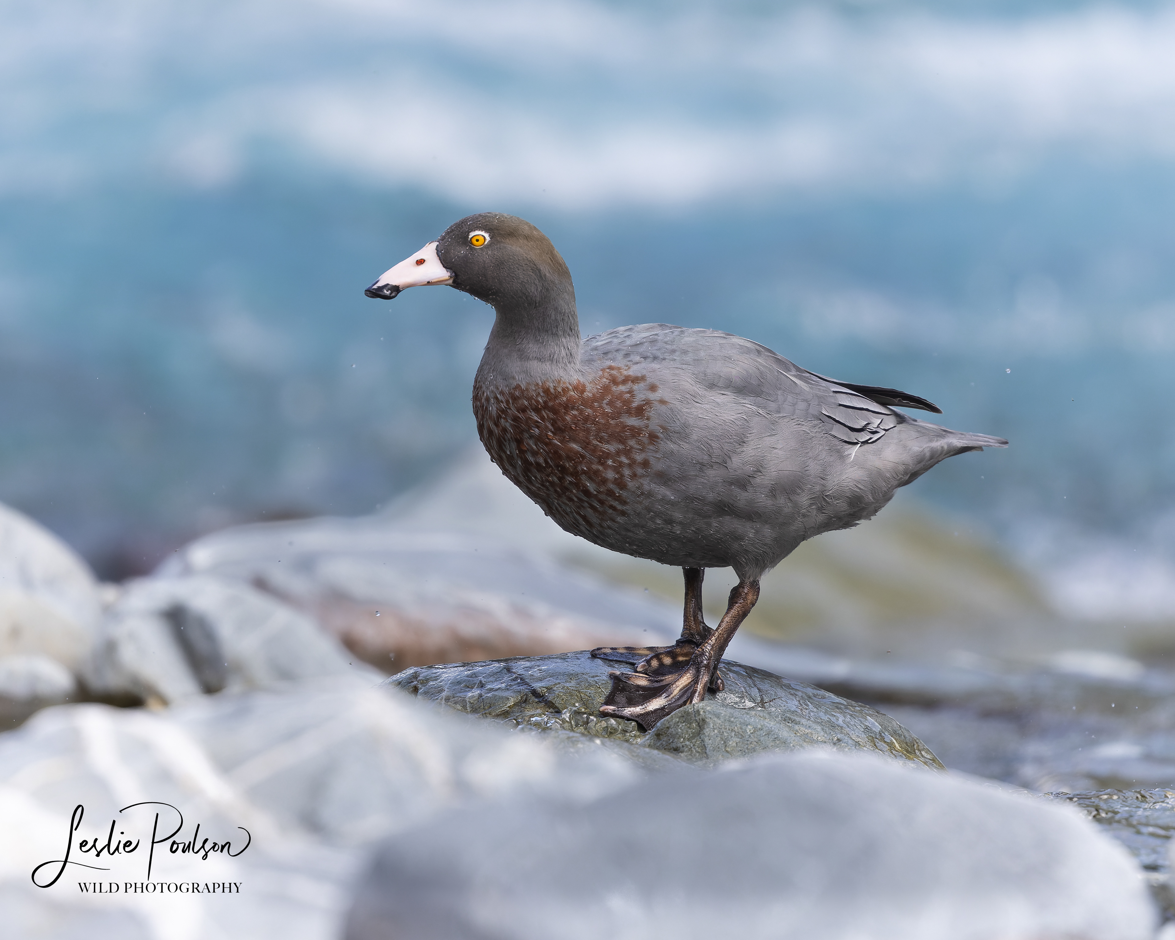 Whio / Blue Duck - New Zealand