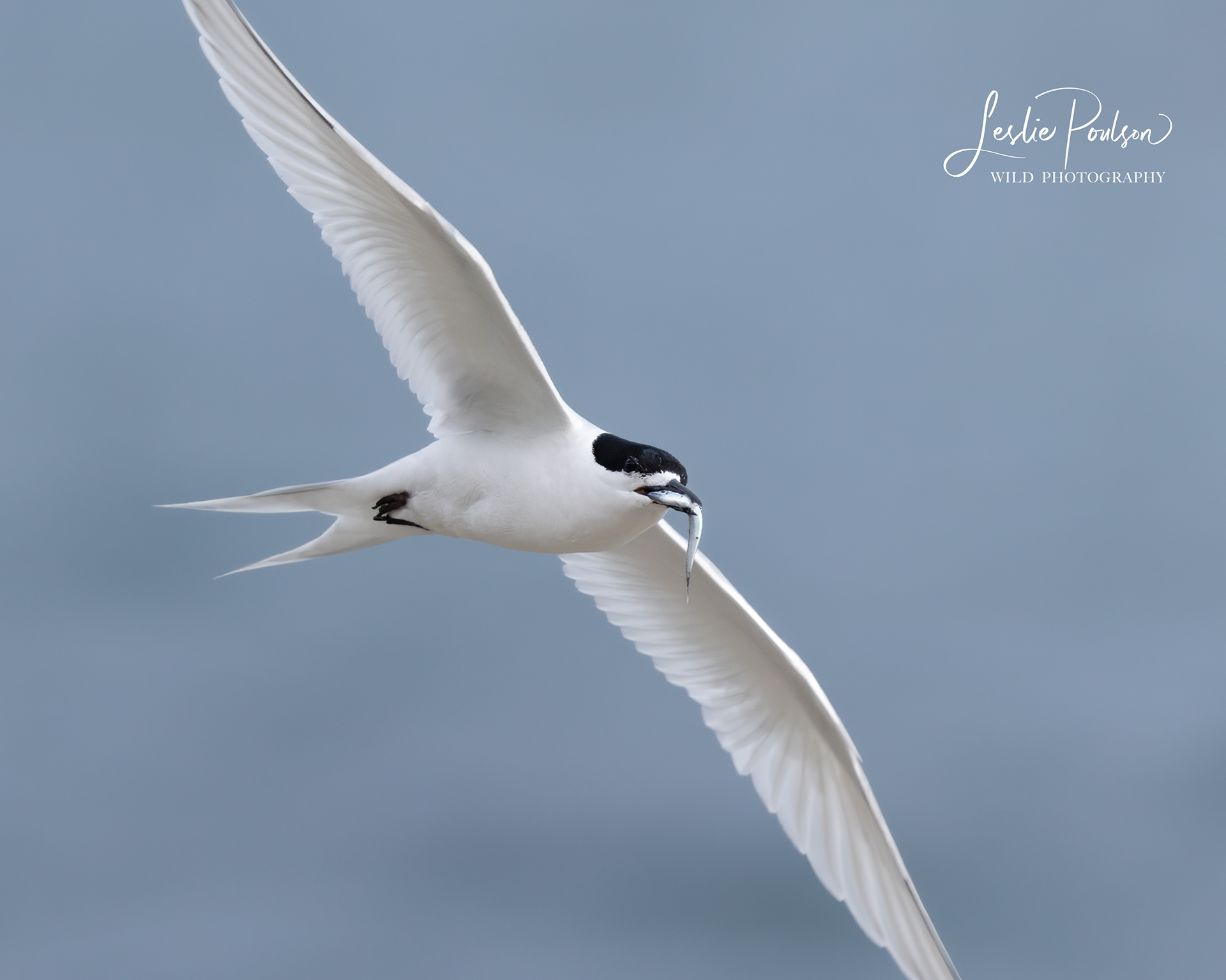 Tara / White-fronted tern with catch