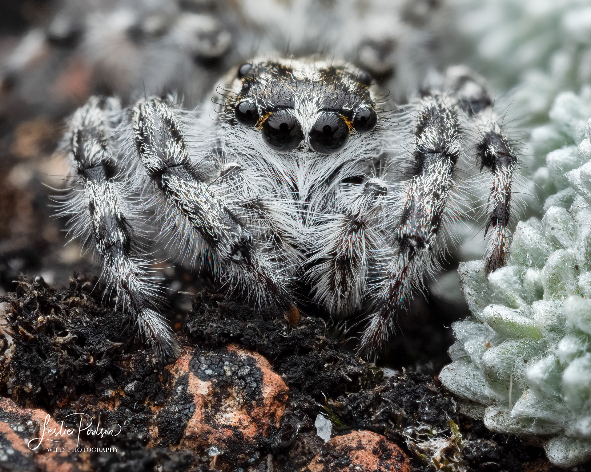 Unknown alpine jumping spider species