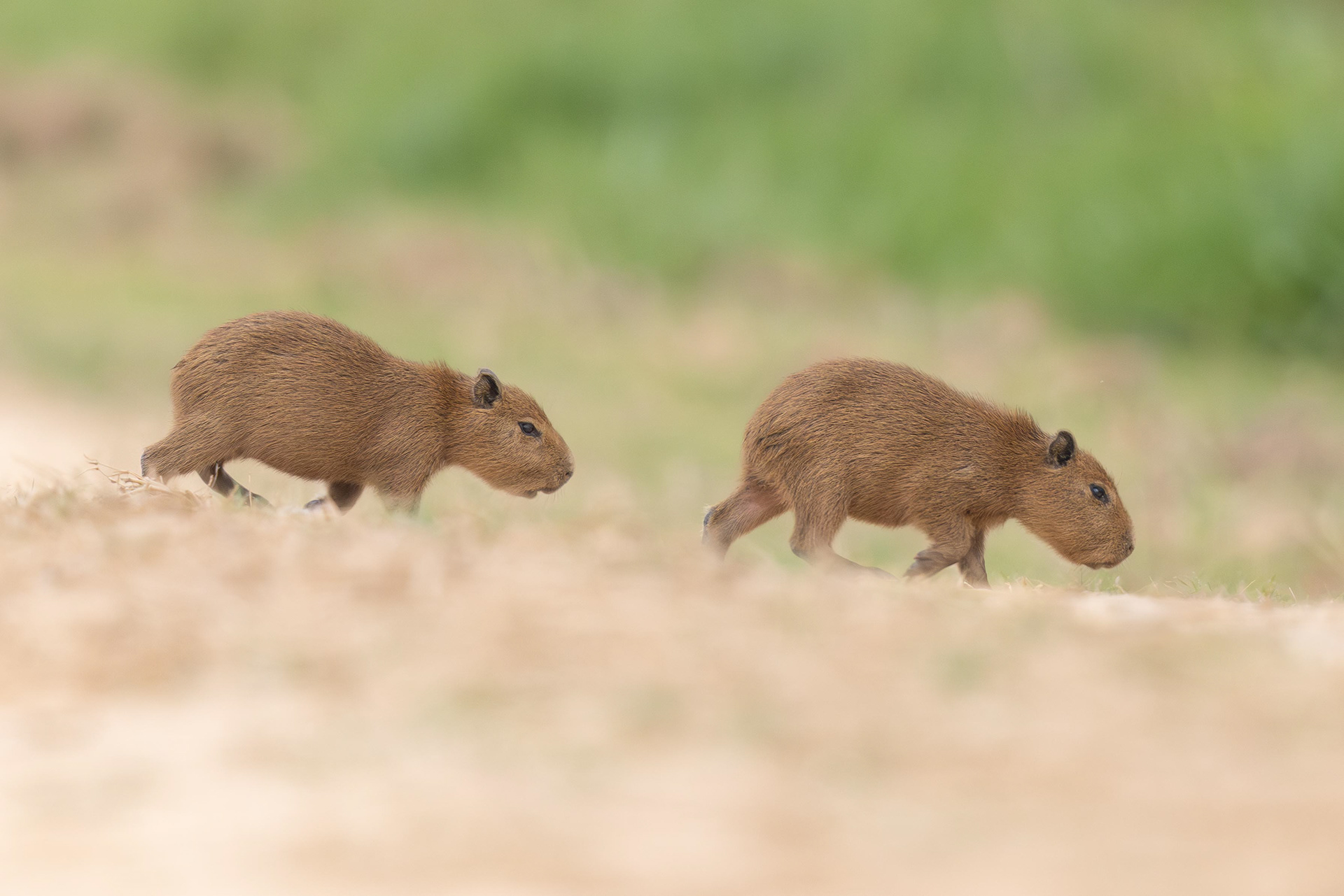 Capybara Babies - Bolivia