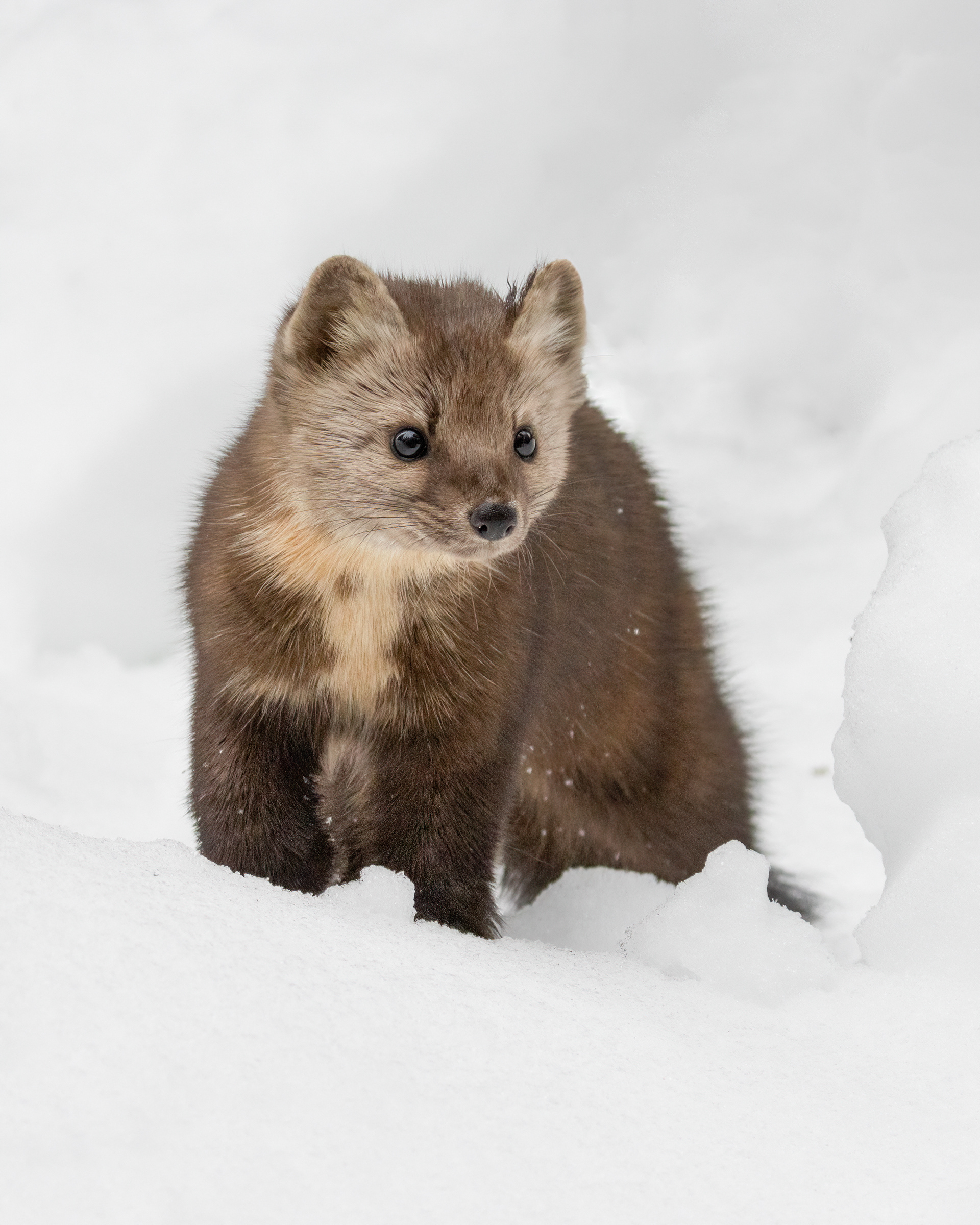 Pine Marten