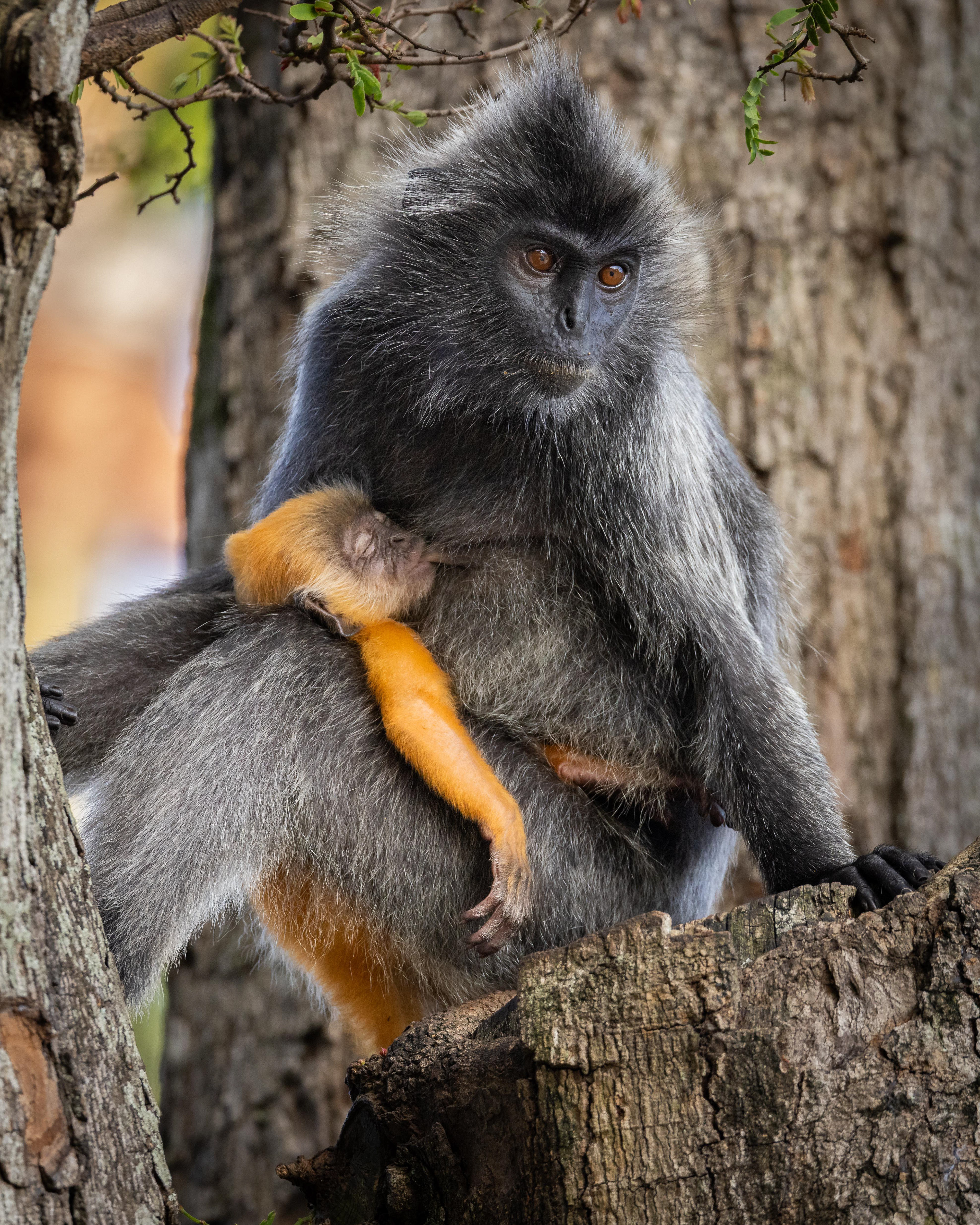 Silvered Leaf Monkey - Malaysia