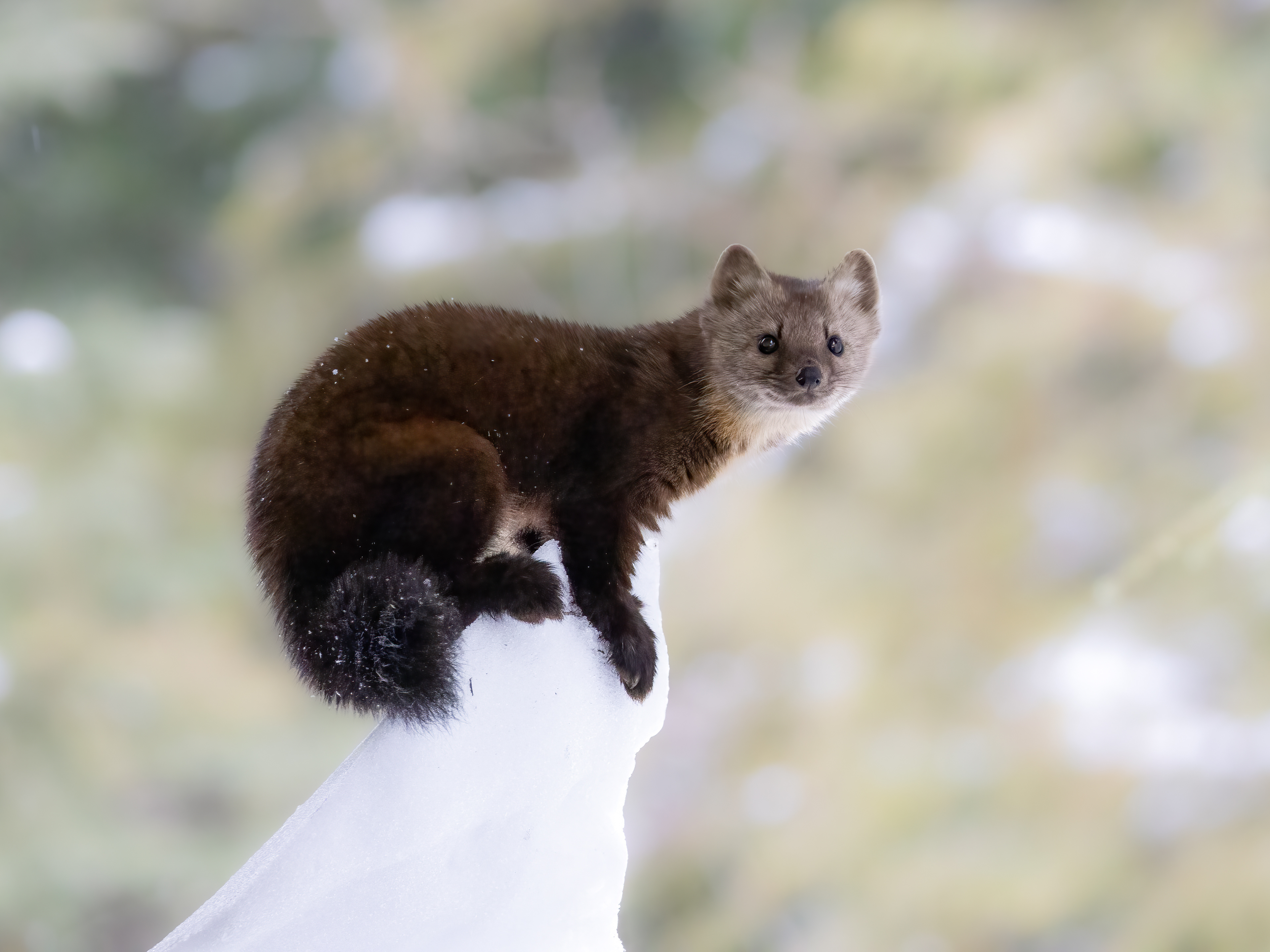 Pine Marten