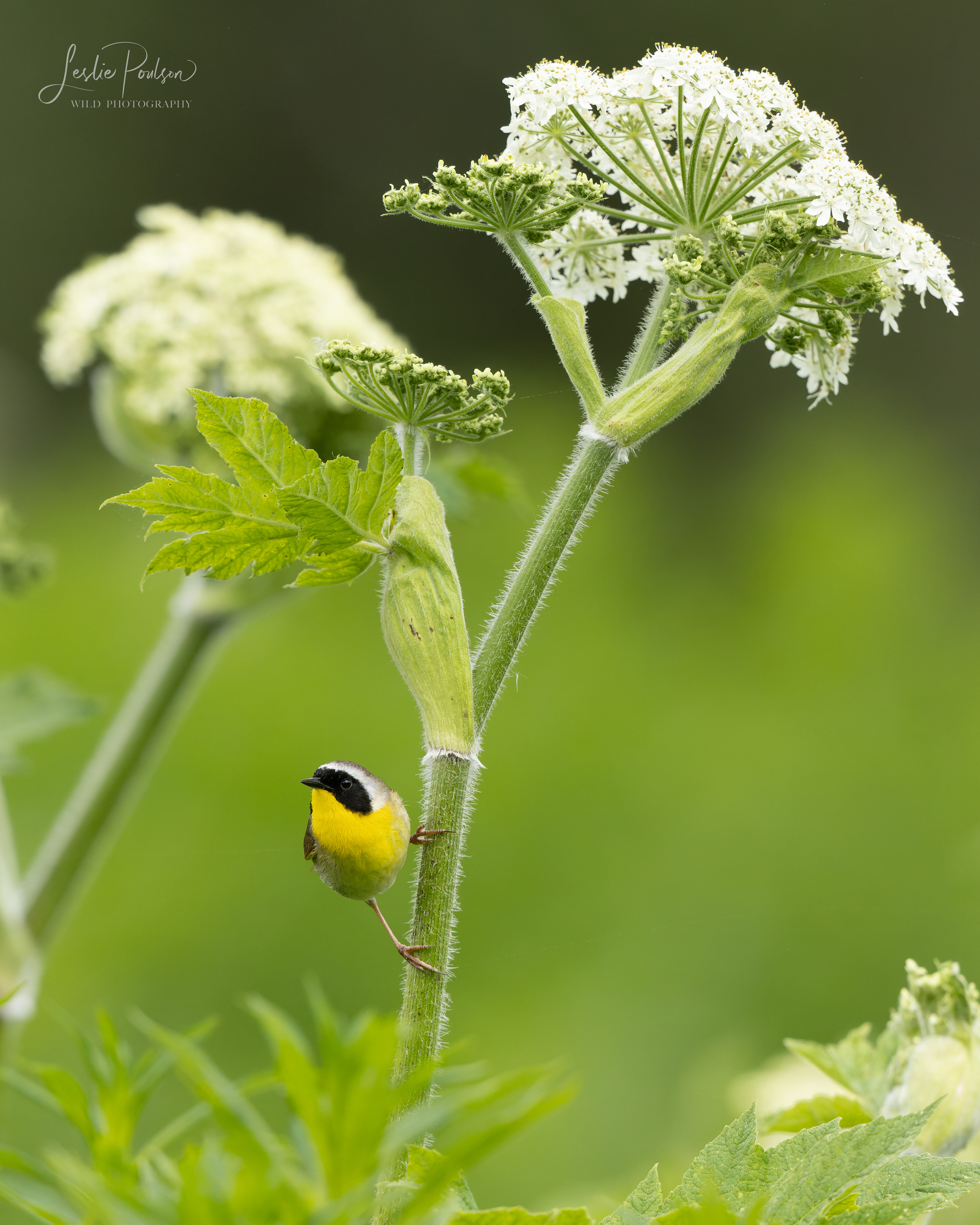 Common Yellowthroat - Canada