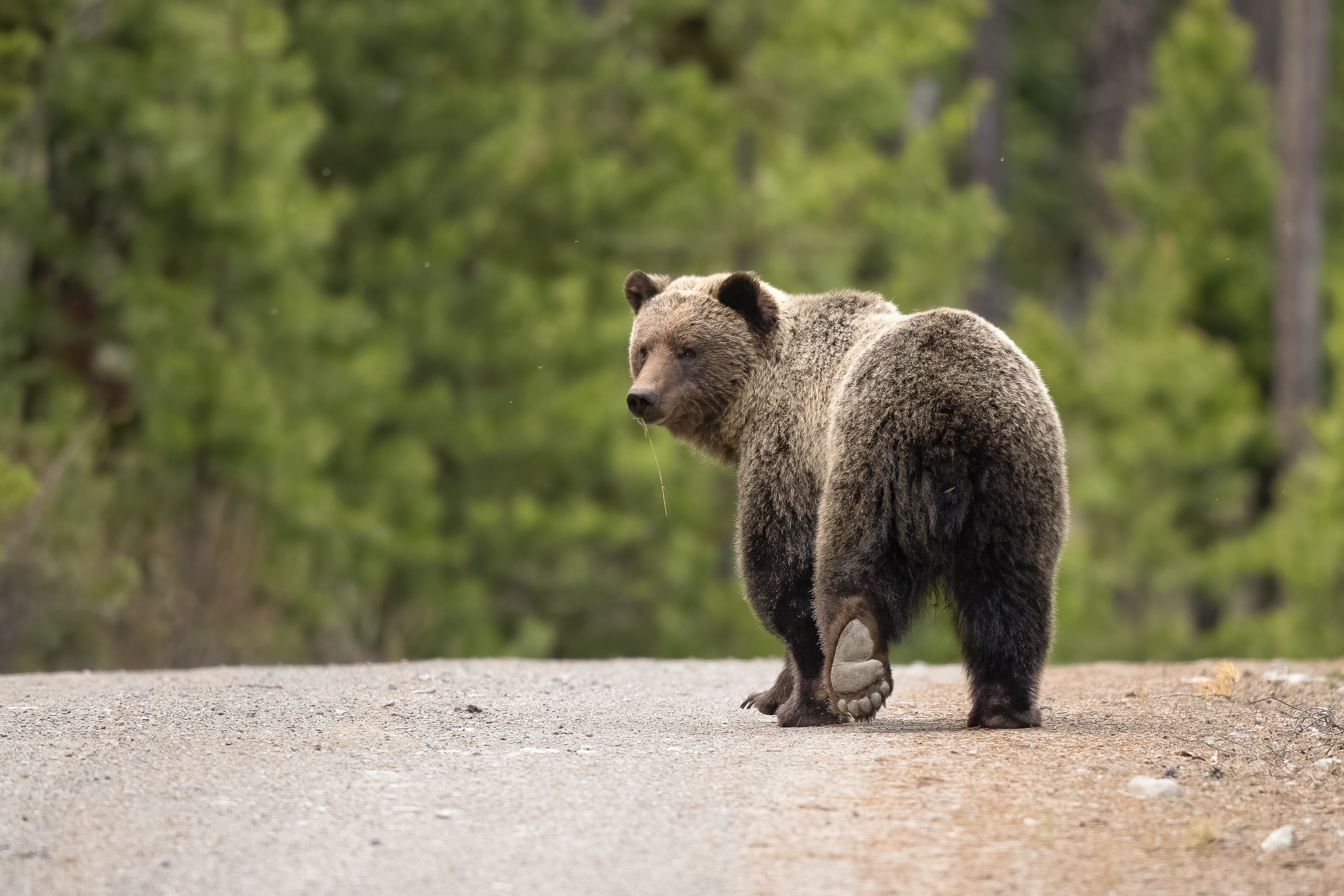 Grizzly Bear - Canada