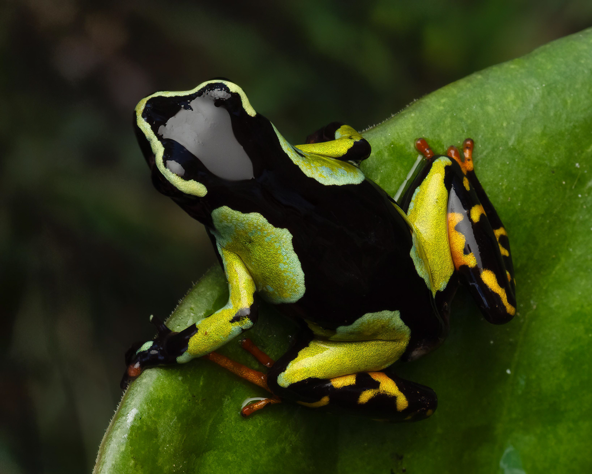 Mantella baroni (Baron's Mantella Frog)