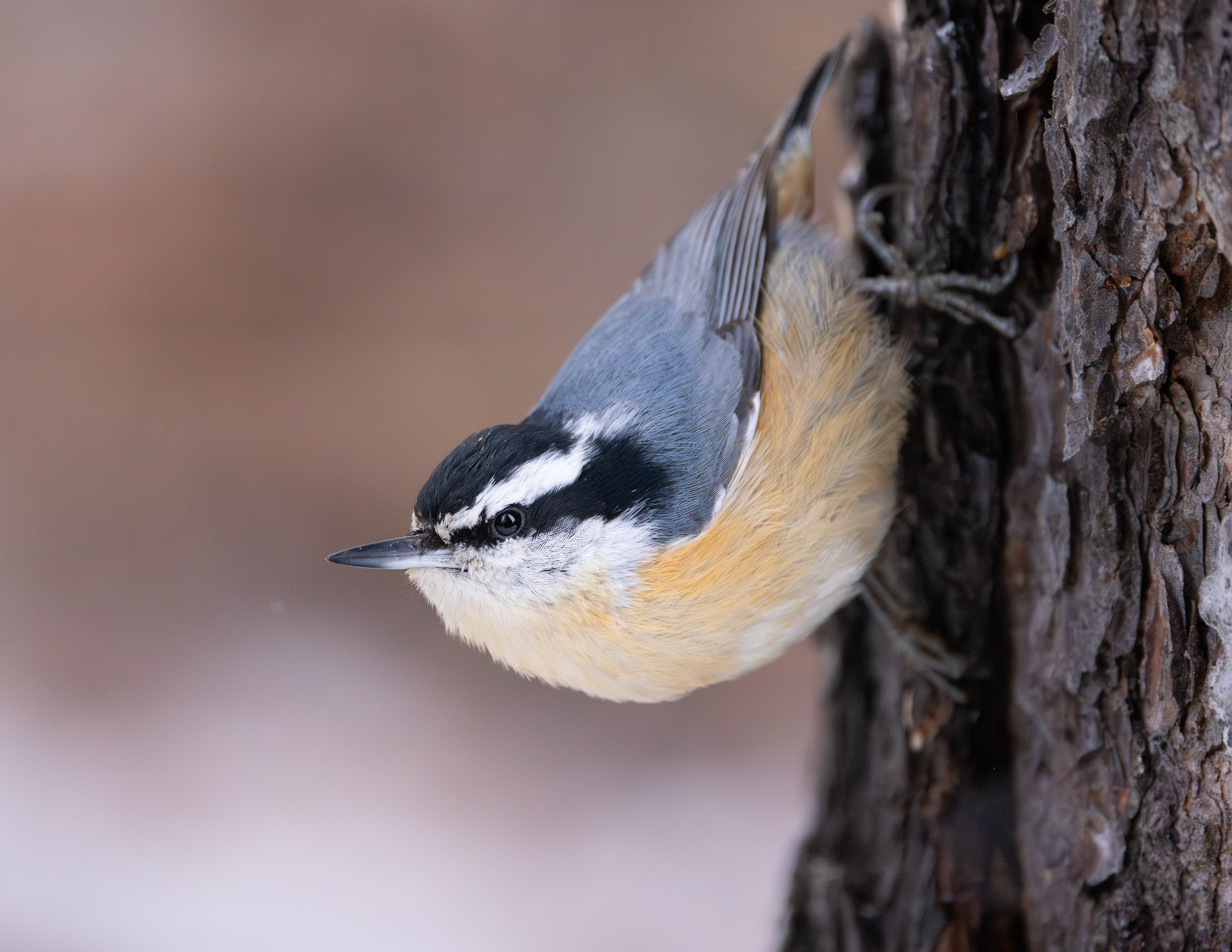 Red-Breasted Nuthatch