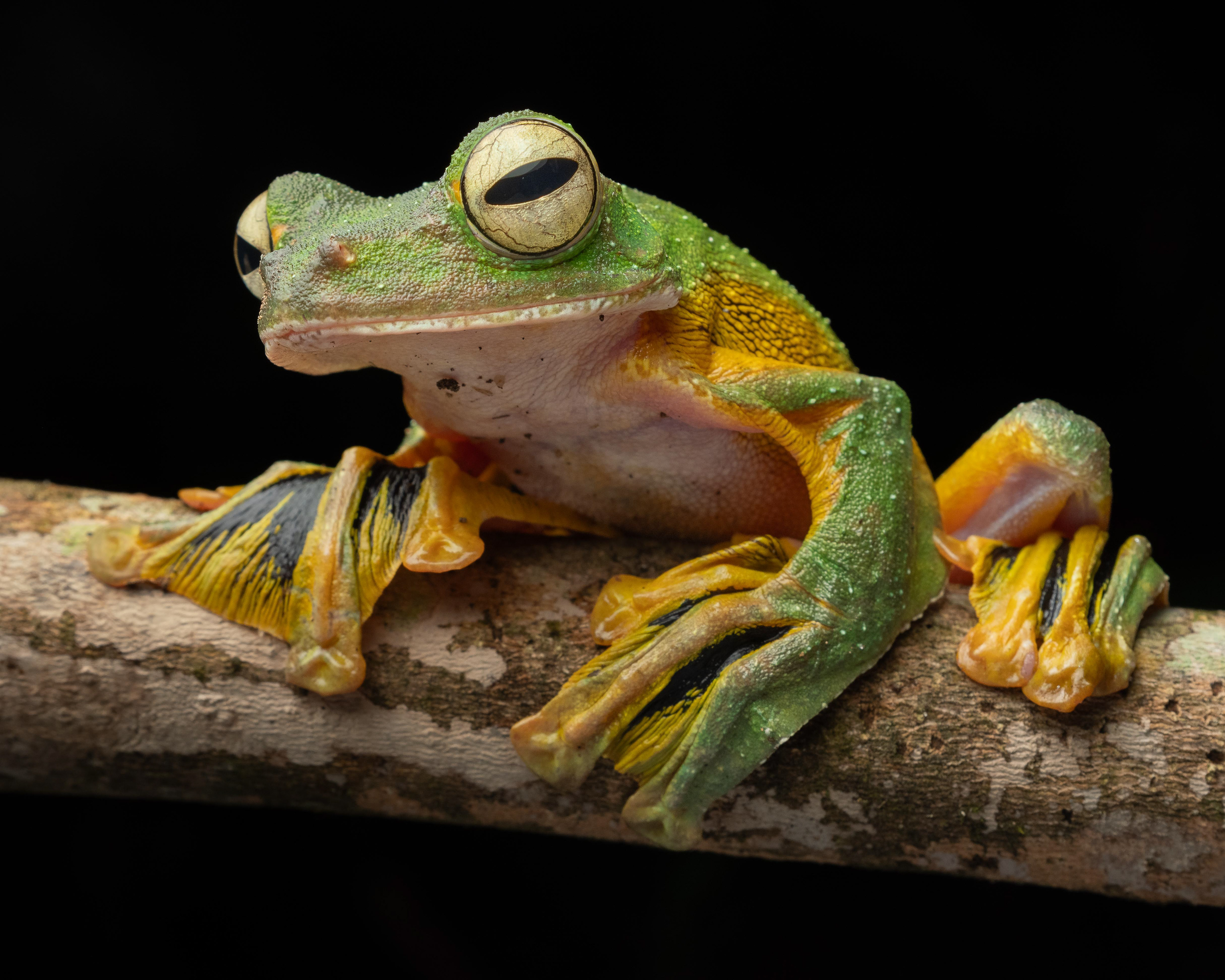 Wallace's Flying Frog - Malaysia