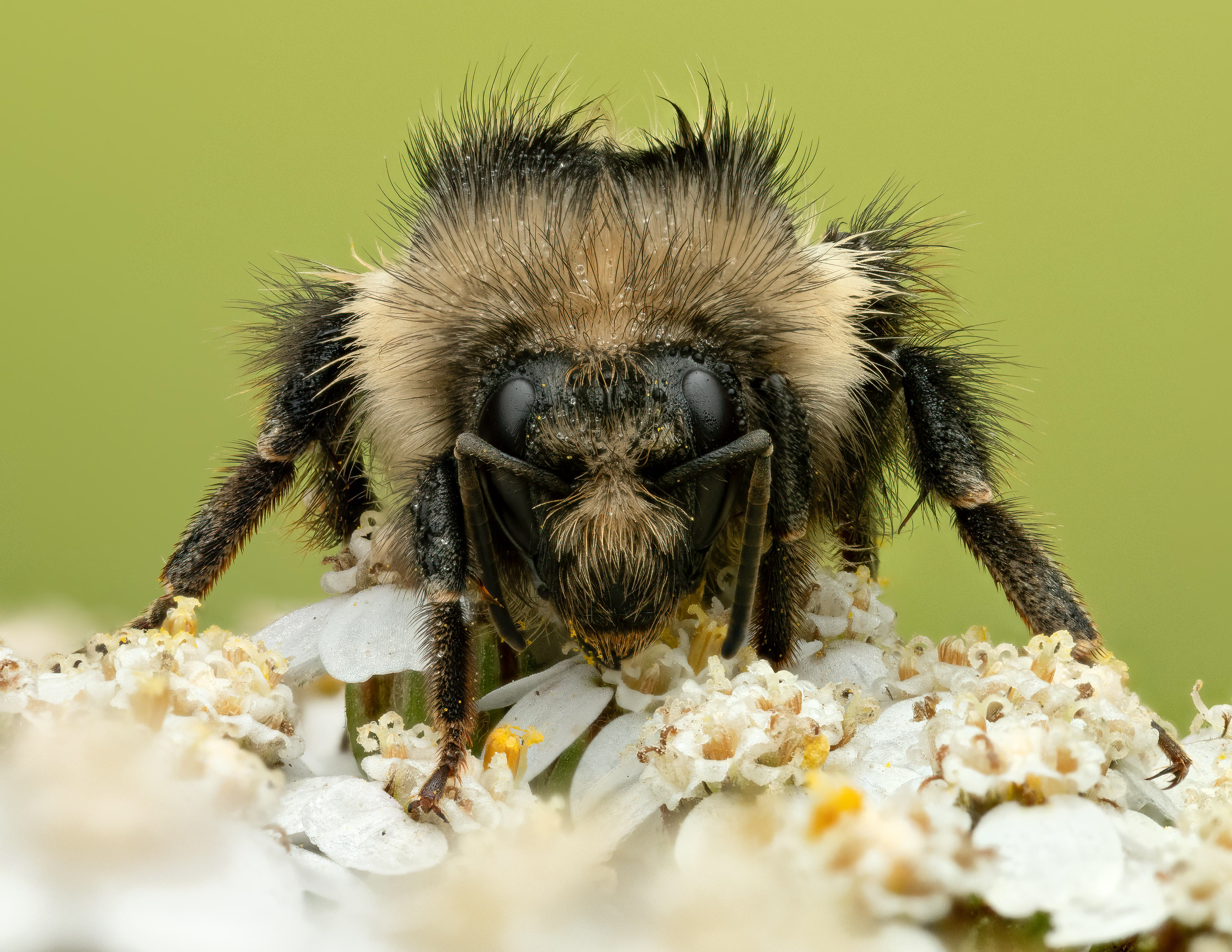 Bumblebee - Canada