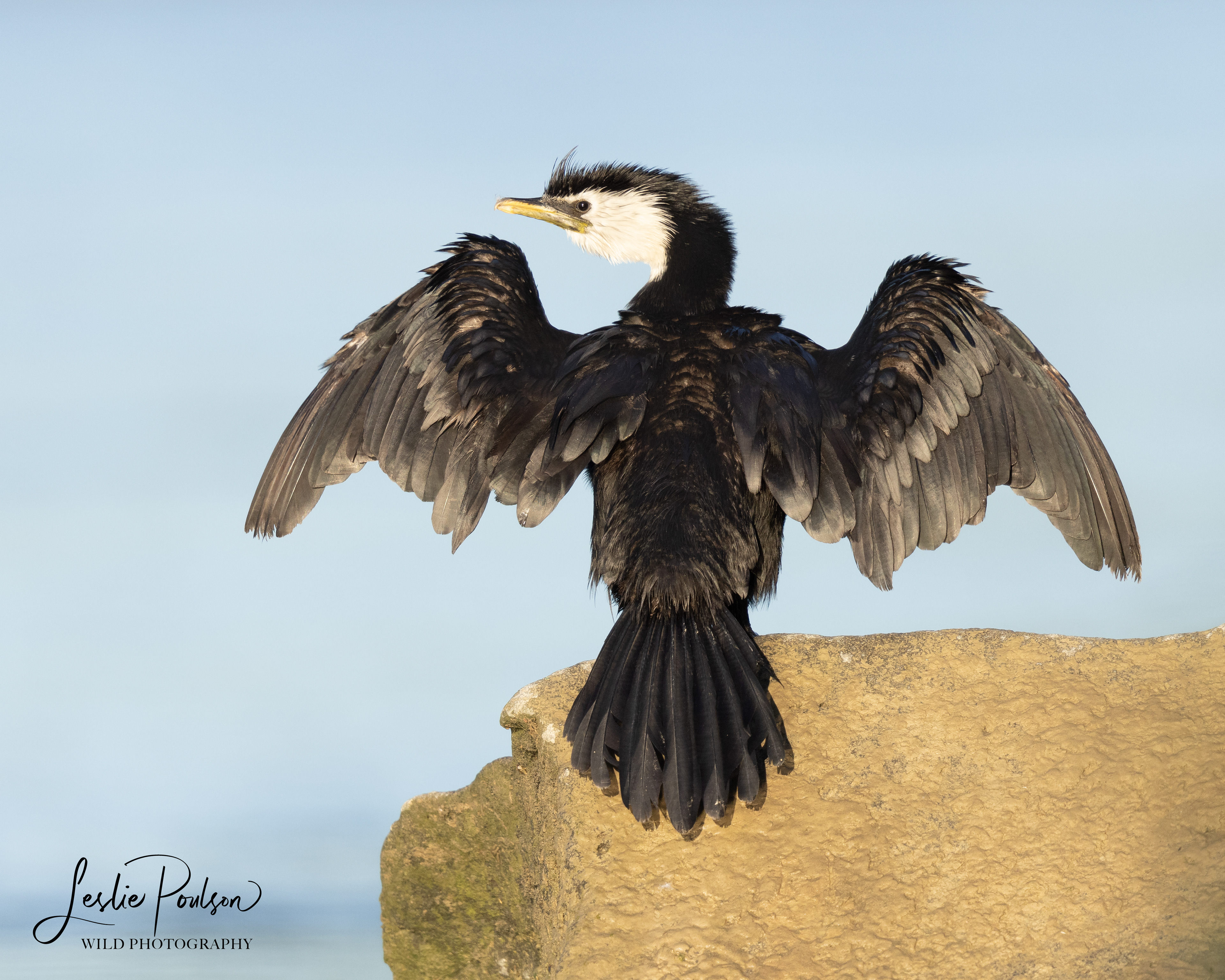 Kawaupaka / Little Shag Drying Off in the Morning Sunlight