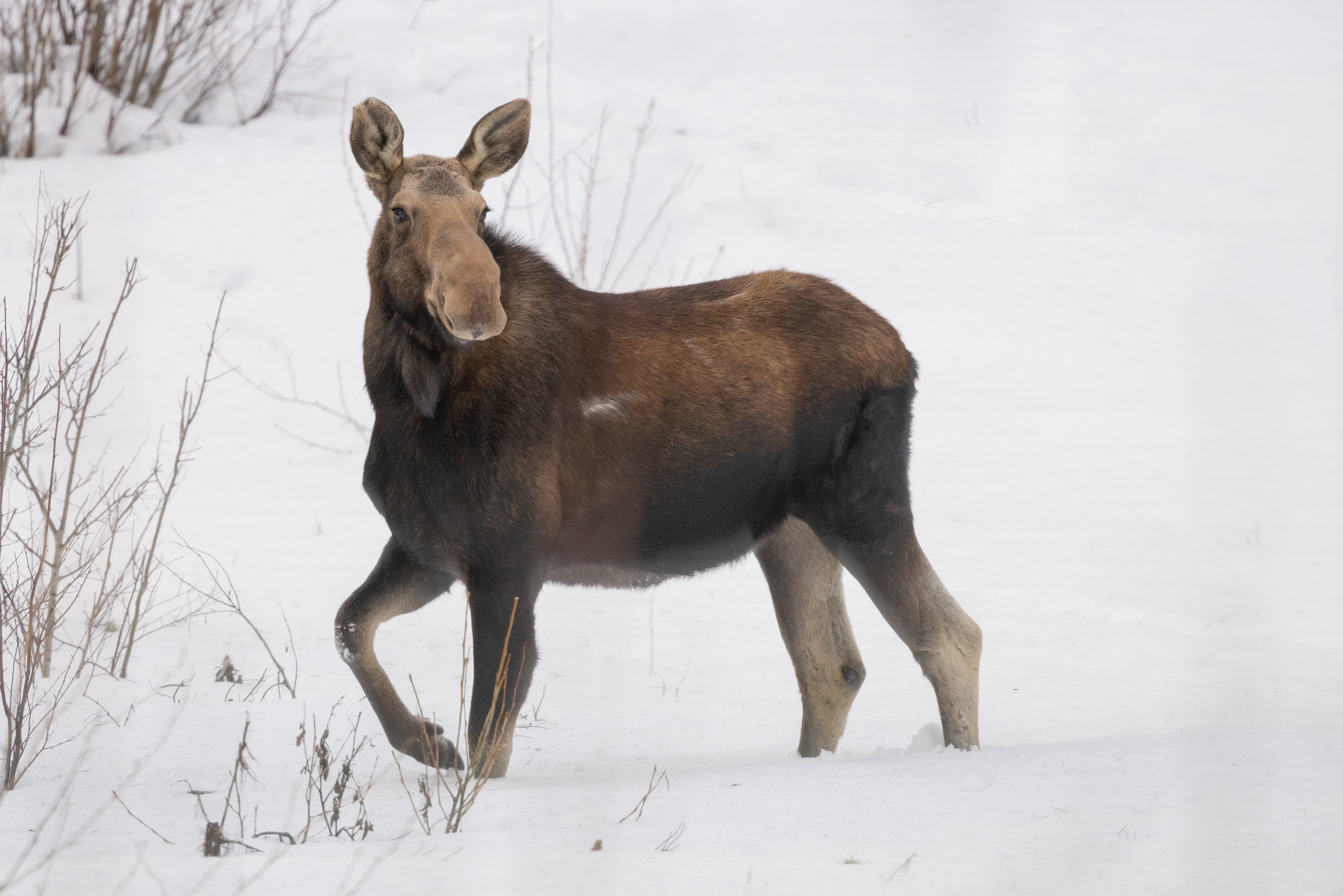 Moose Portrait