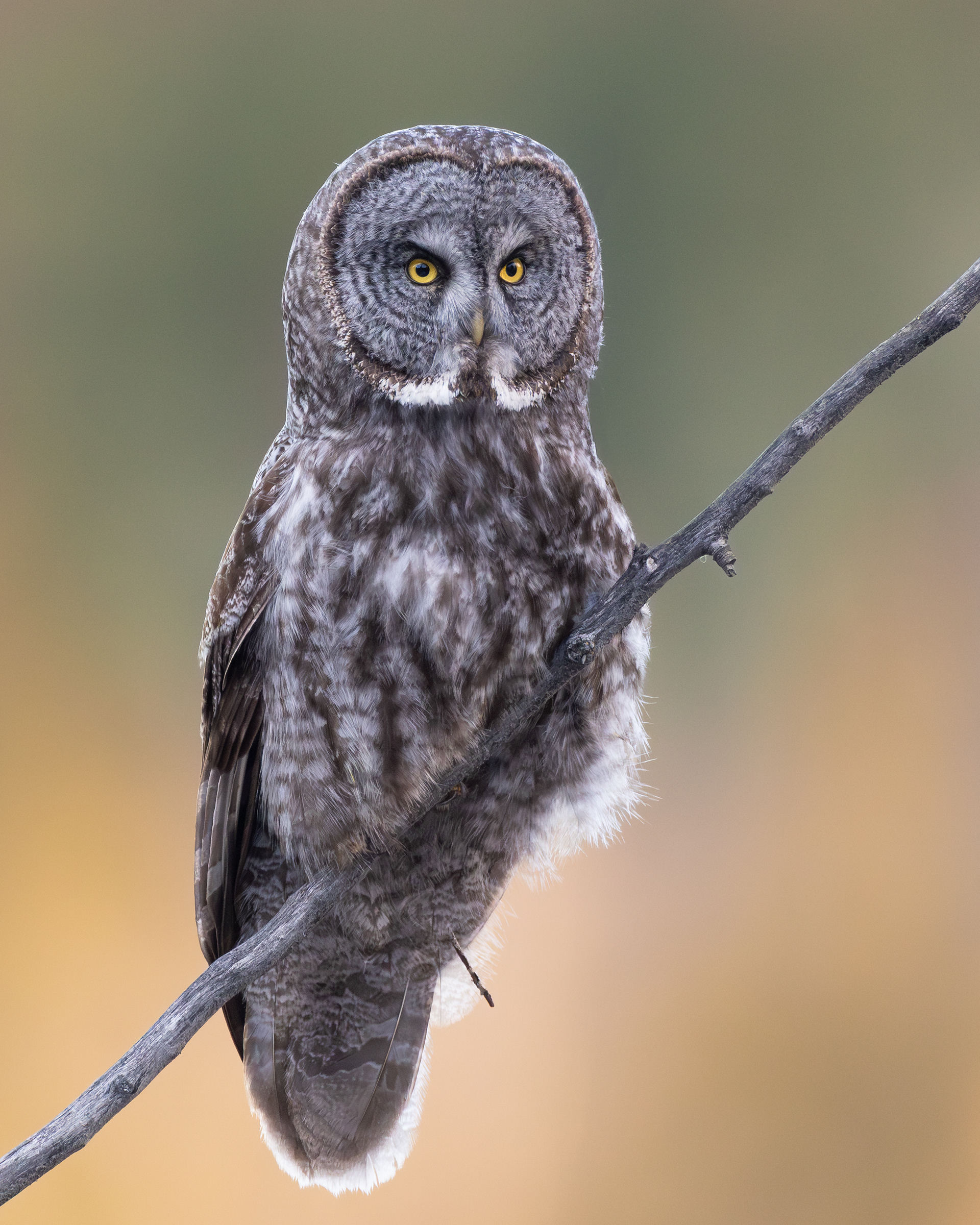 Great Grey Owl