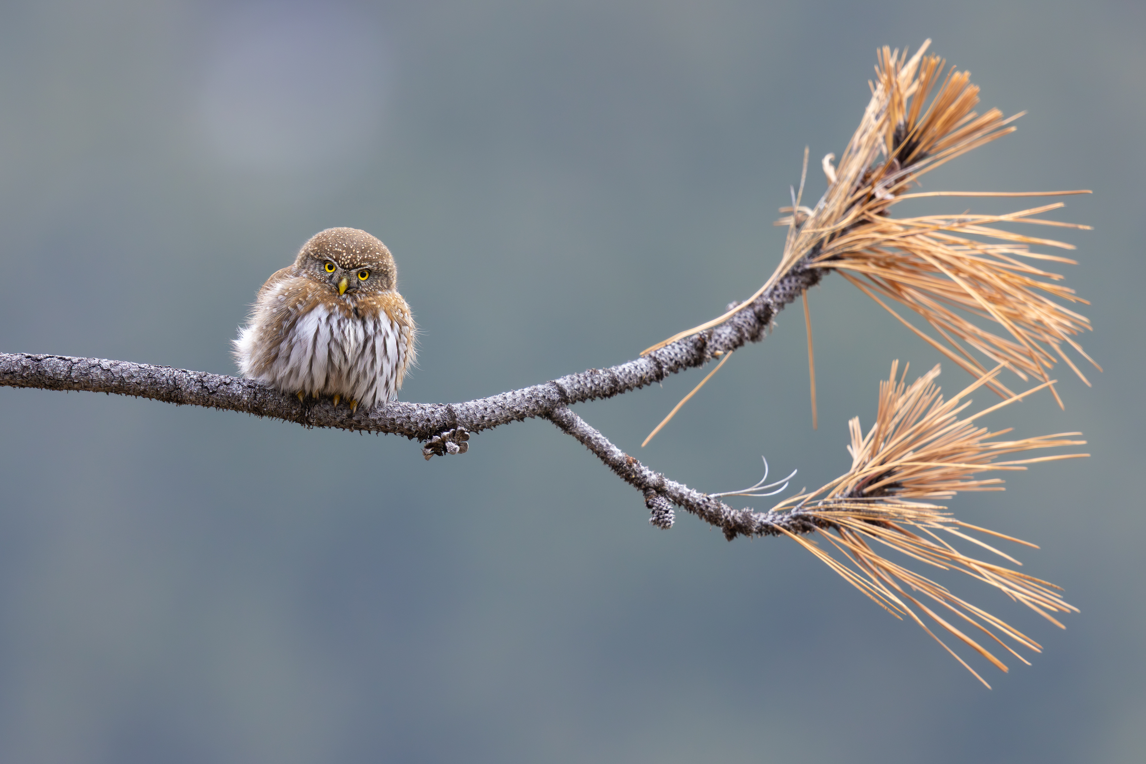 Northern Pygmy-Owl