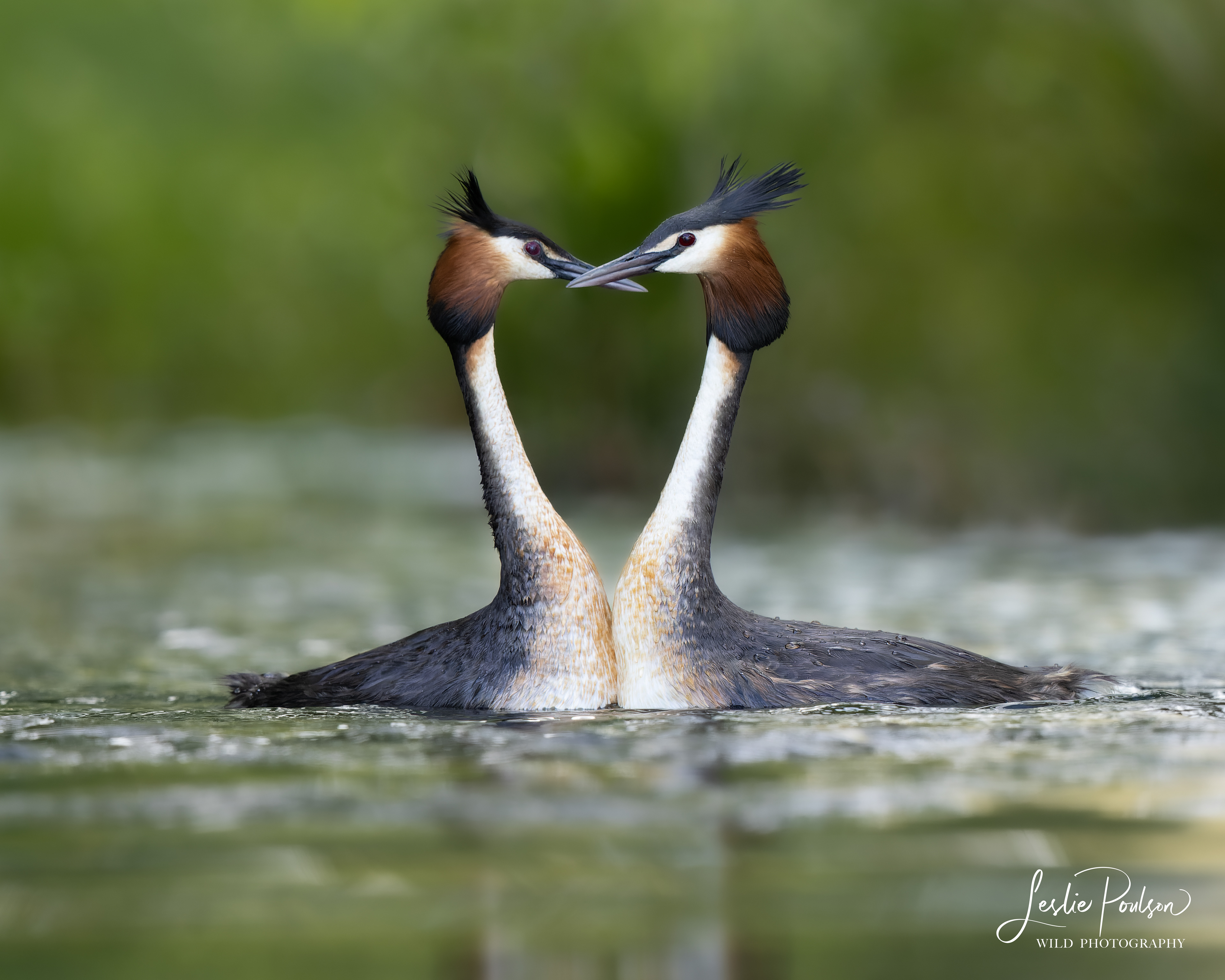 Pūteketeke / Australasian Crested Grebe Mating Ritual