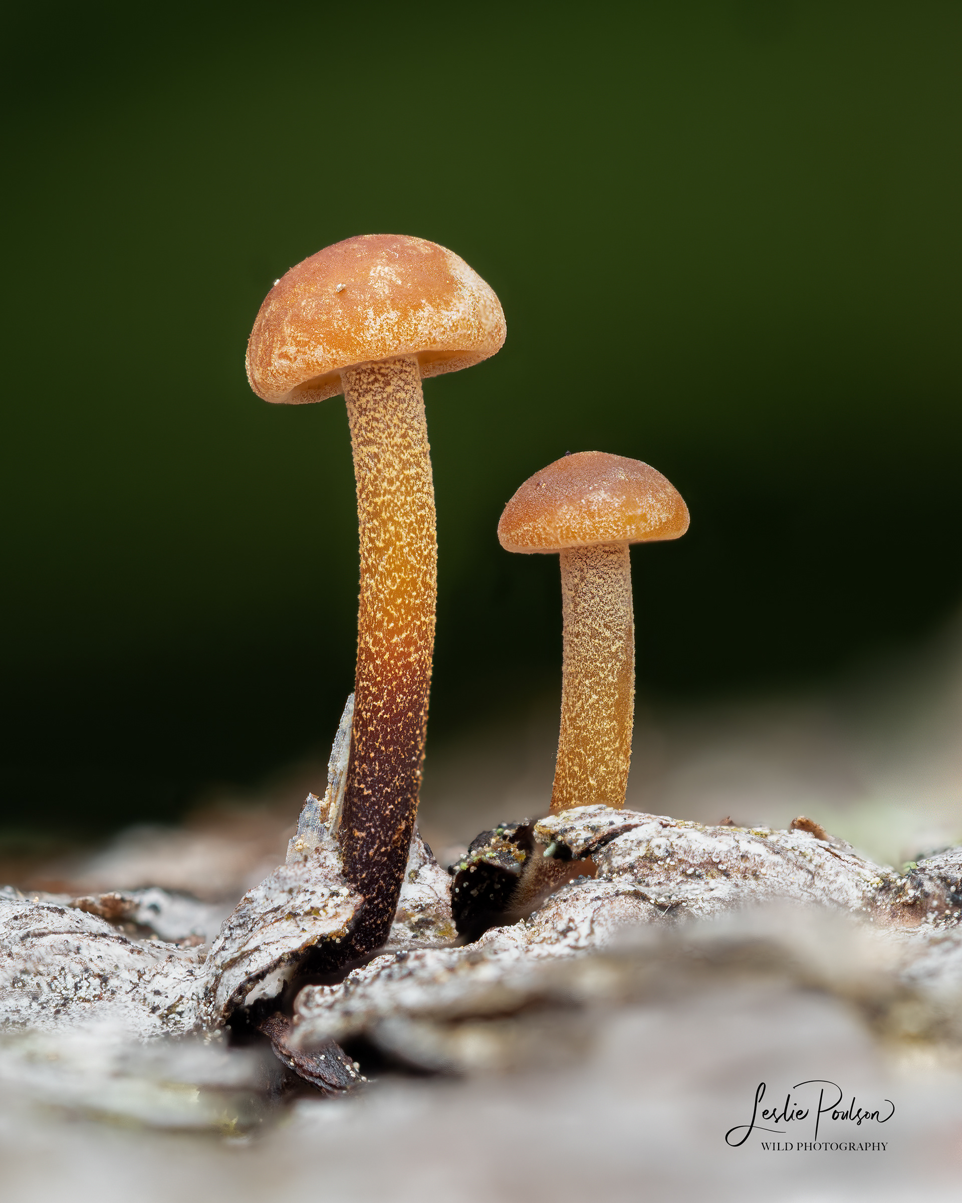 Microscopic Mushrooms - Canada