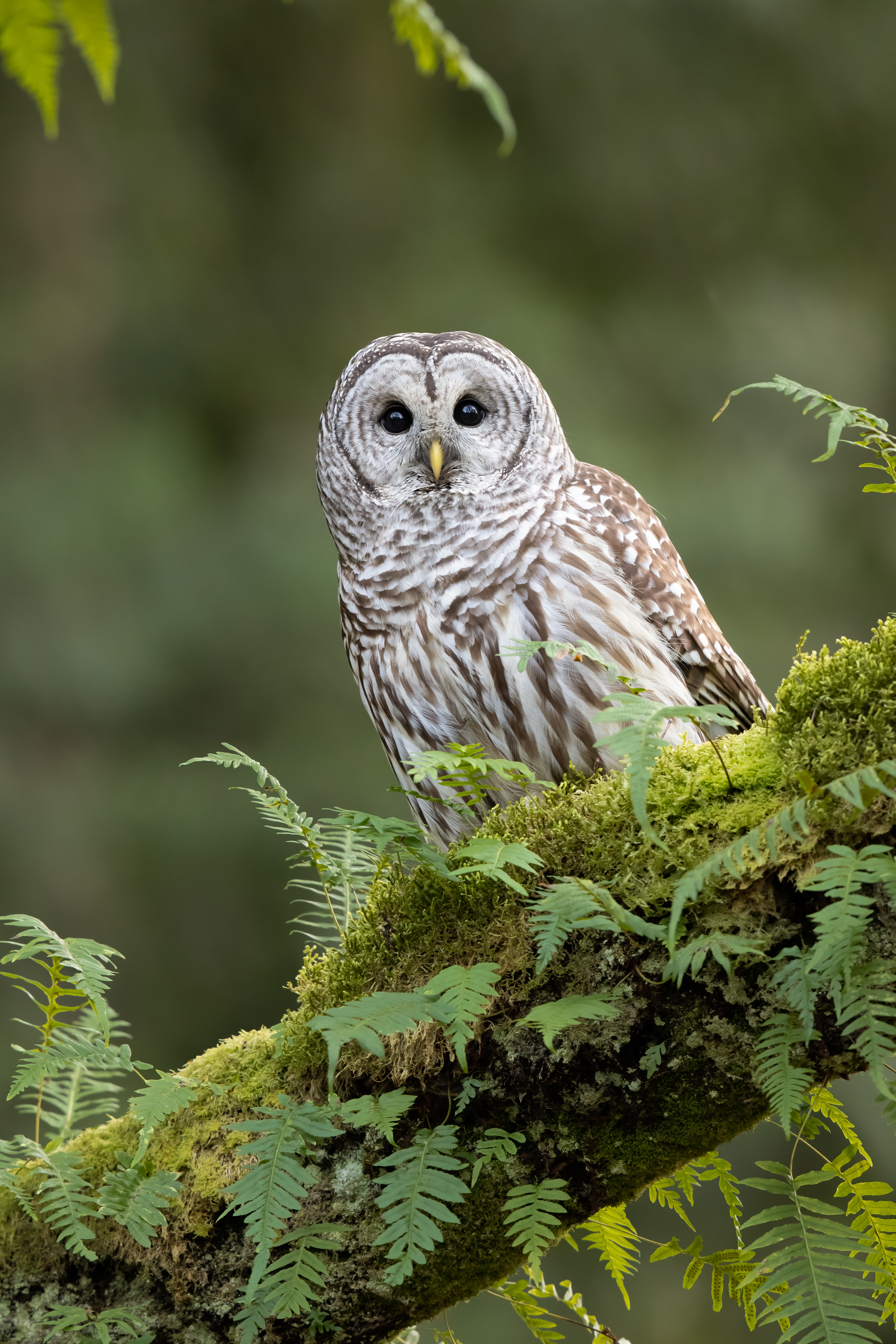 Barred Owl