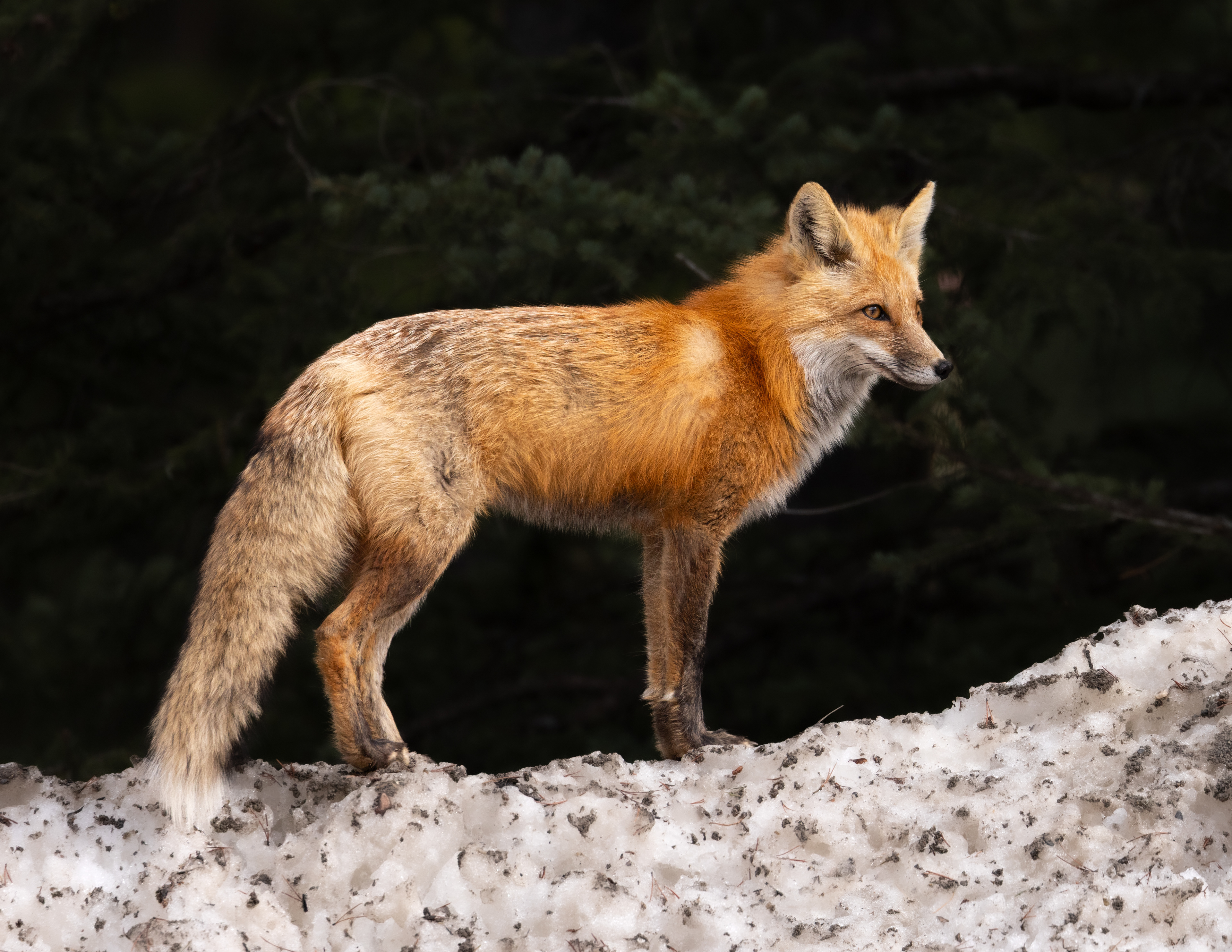 Red Fox  - Canada