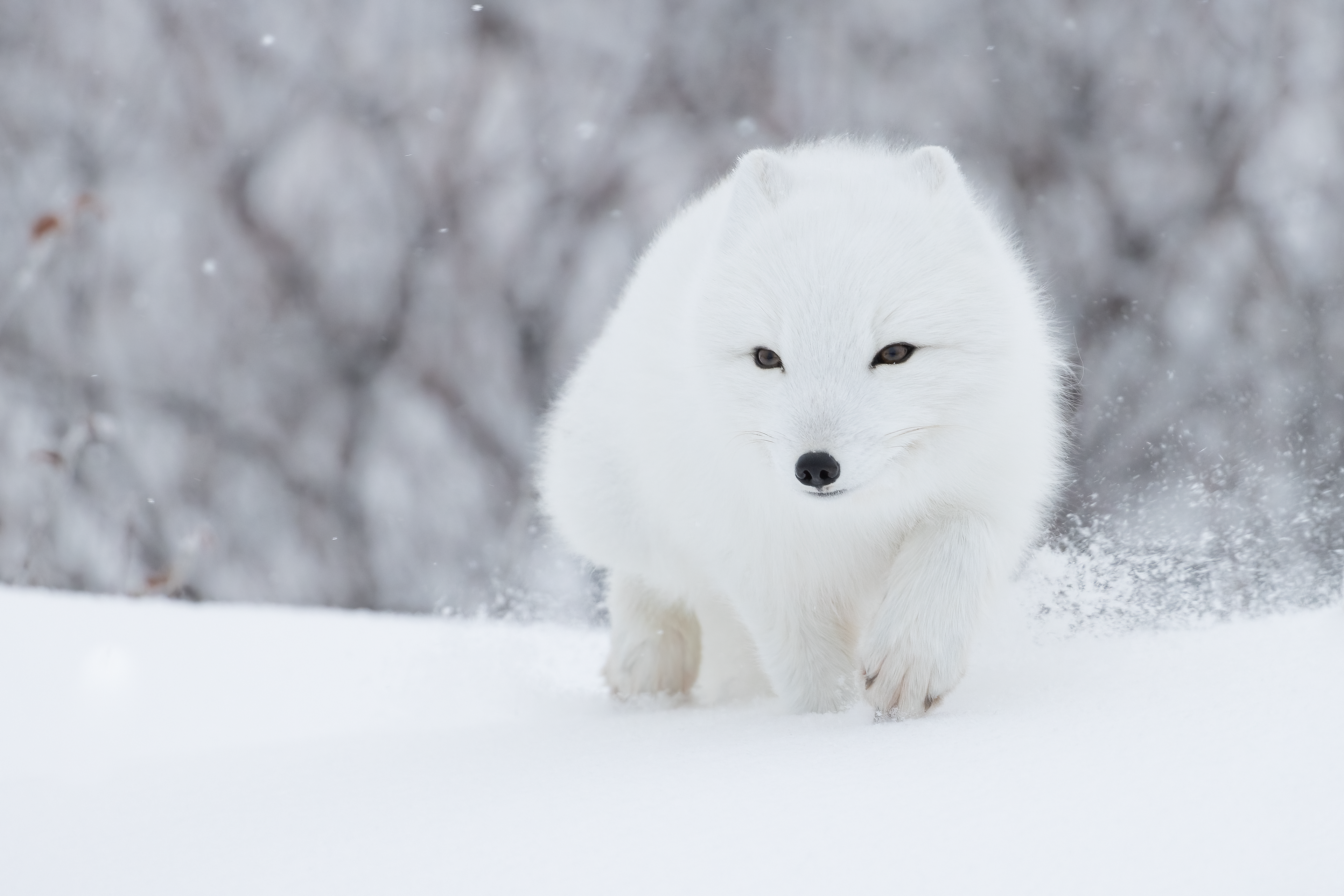 Arctic Fox