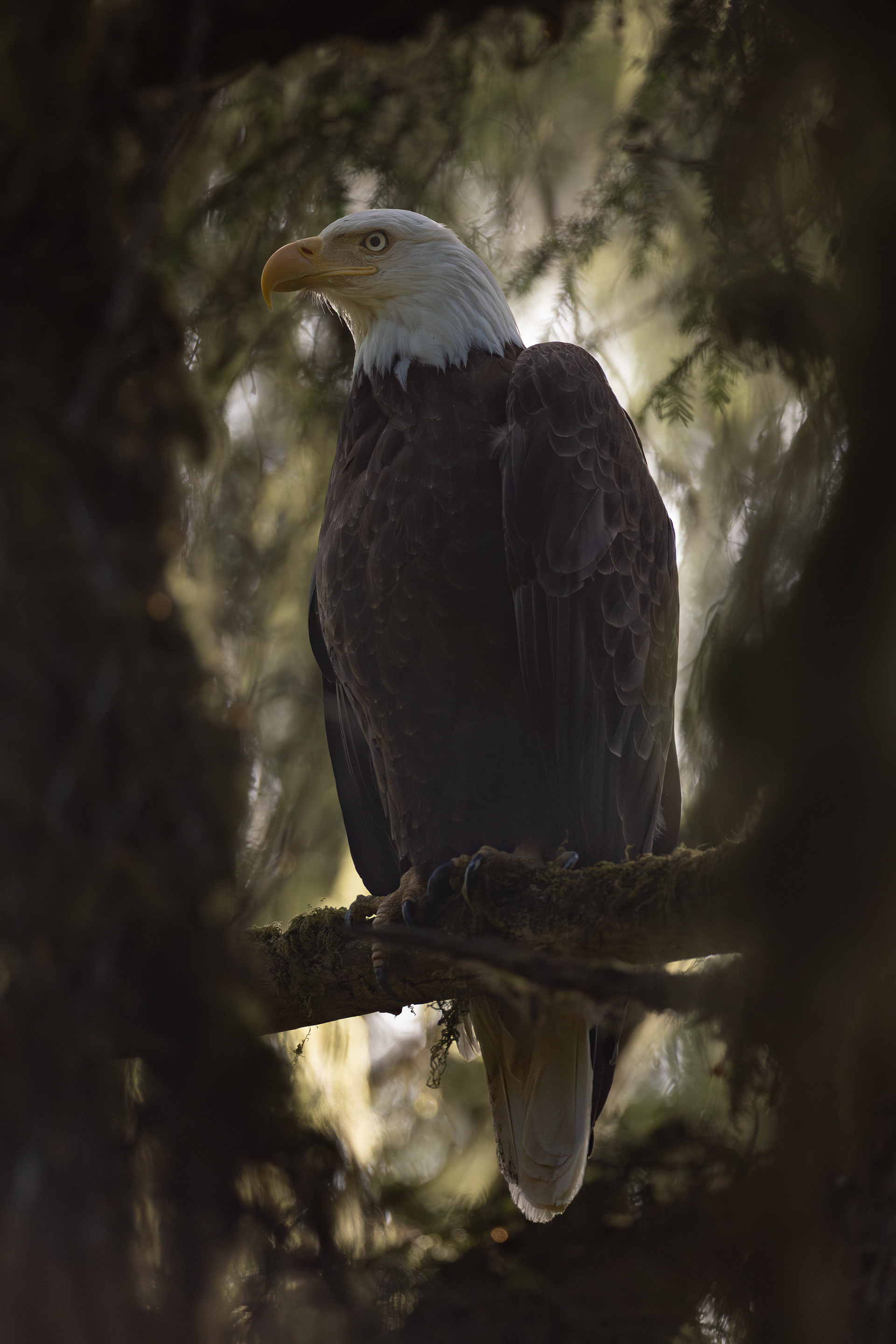 Bald Eagle