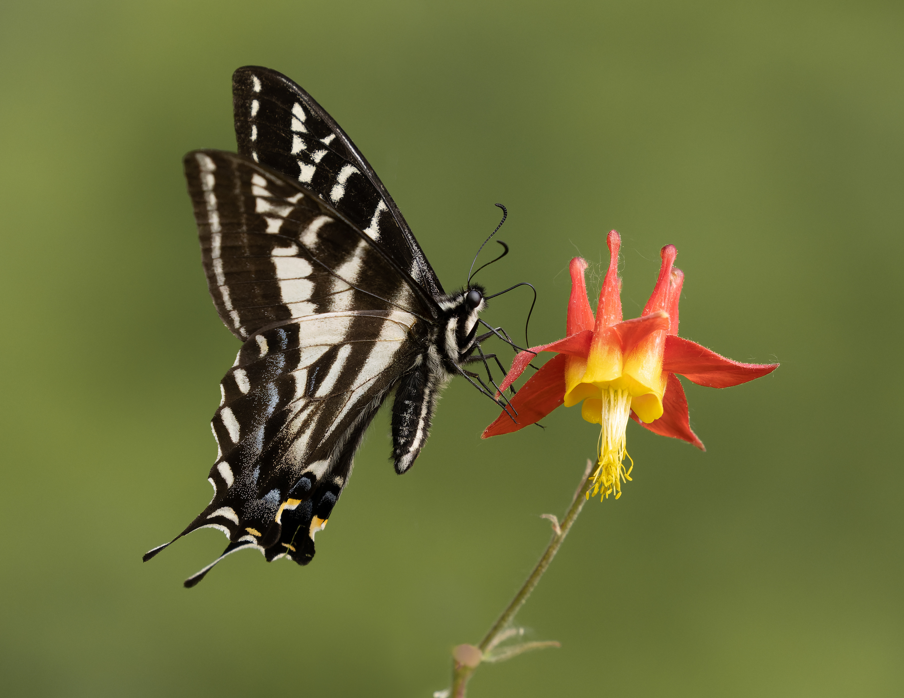 Swallowtail Butterfly