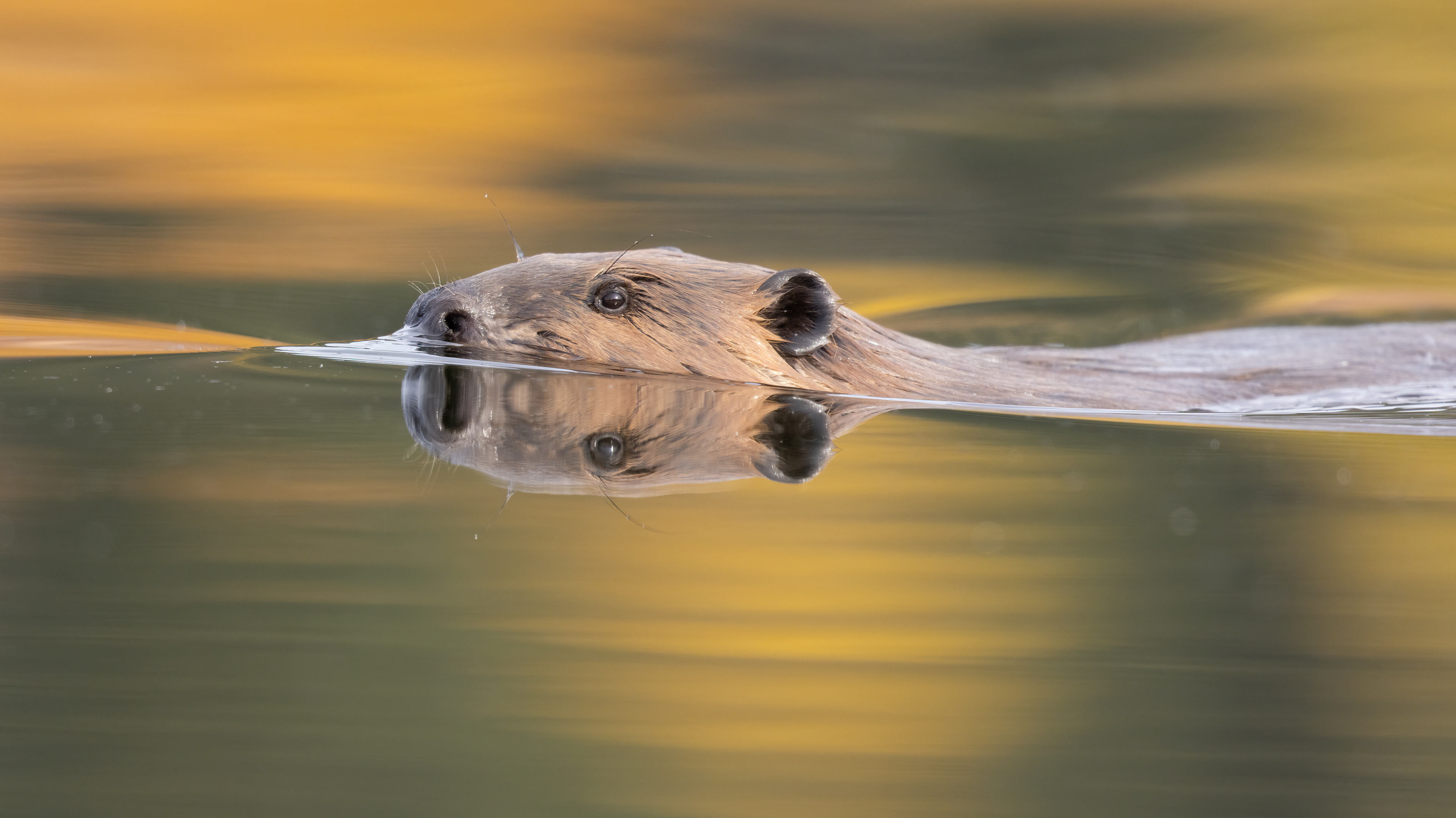 Beaver with Autumn Reflections