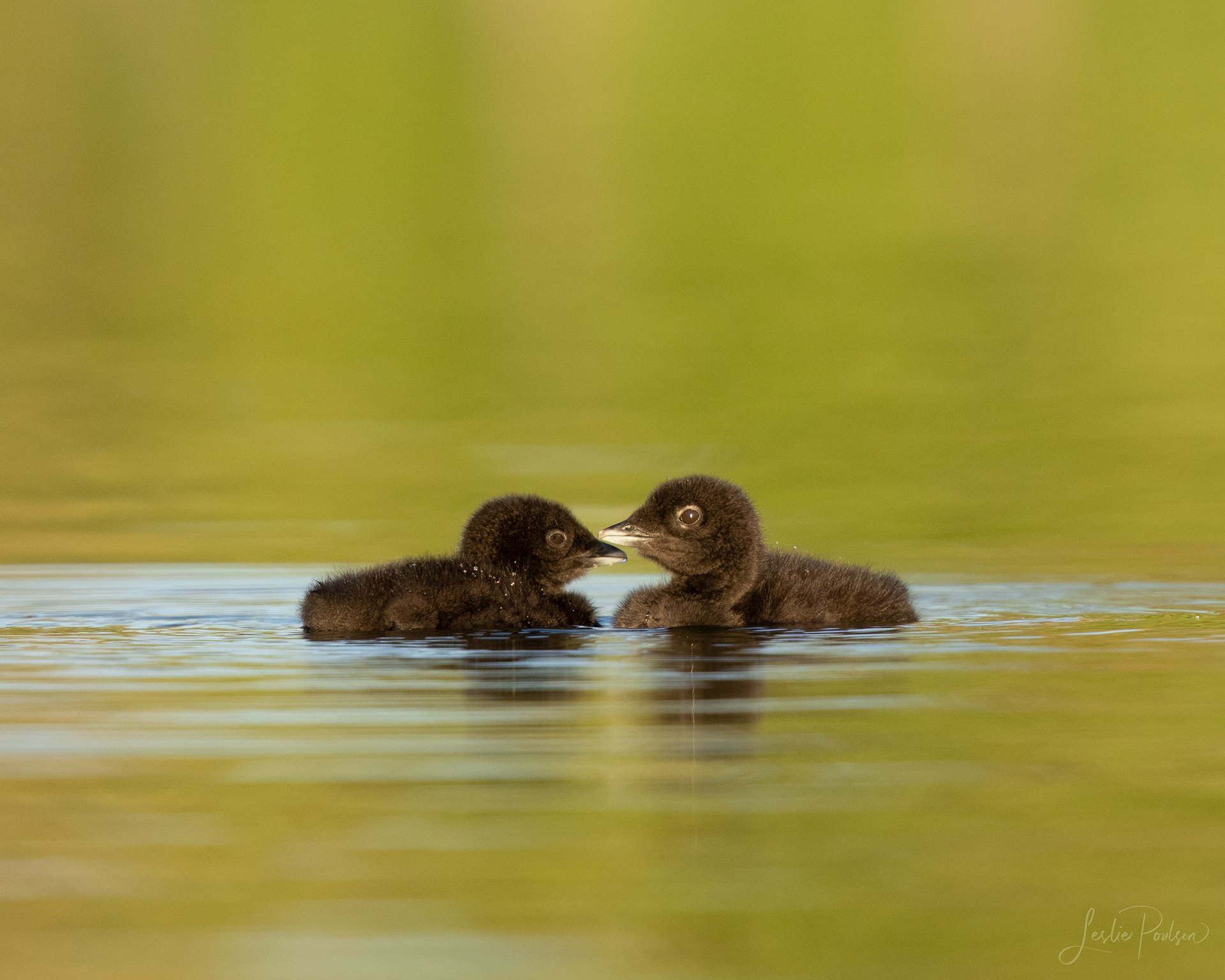 Common Loon Chicks - Canada