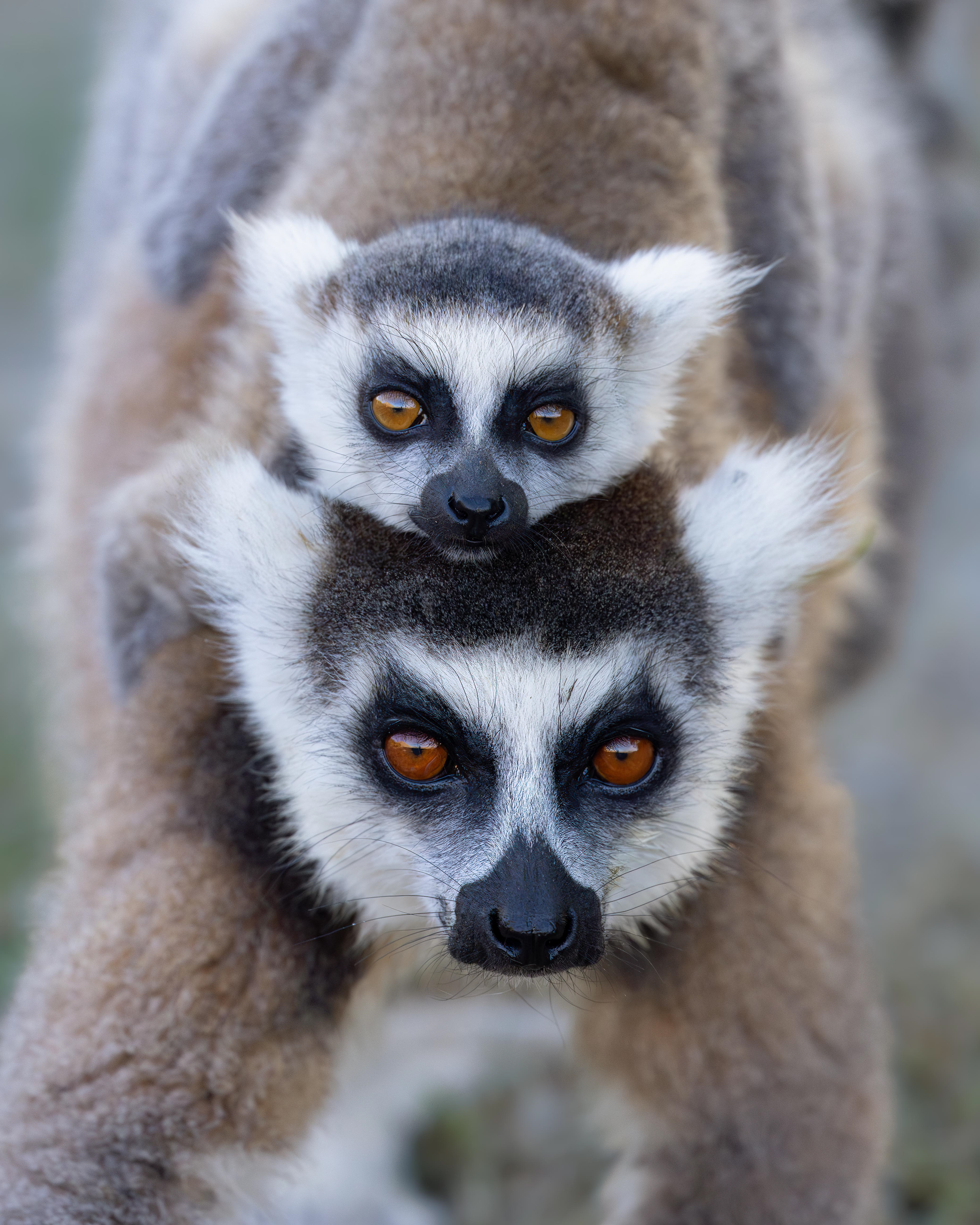 Ring-Tailed Lemurs - Madagascar