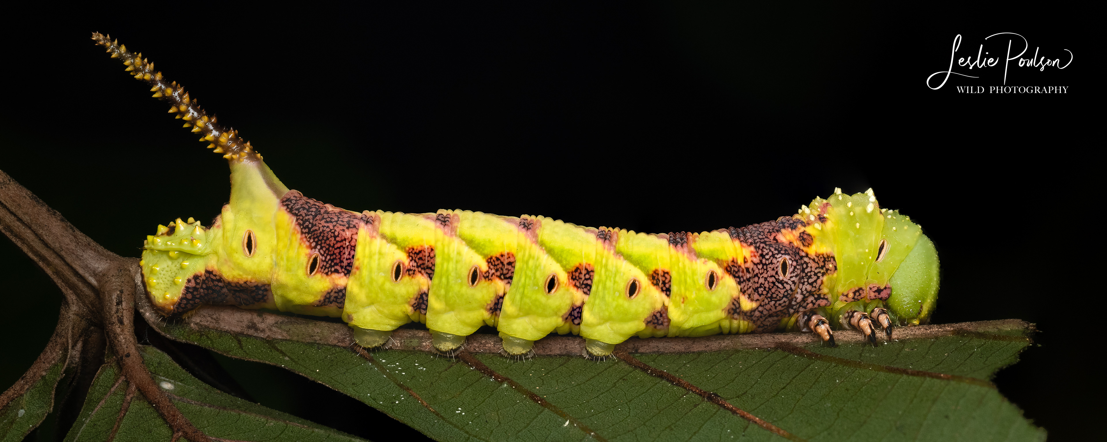 Caterpillar - Malaysia