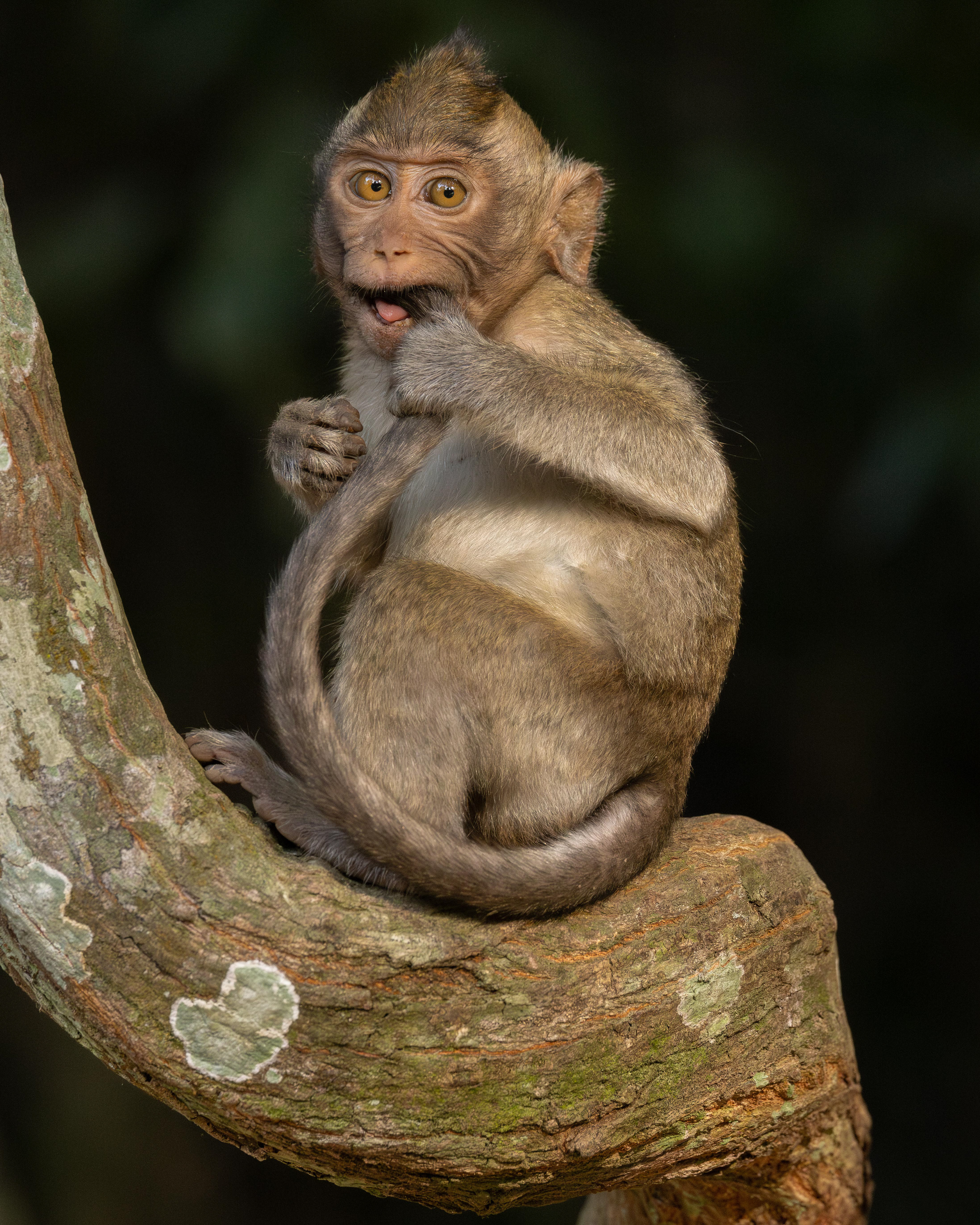 Long-Tailed Macaque - Cambodia