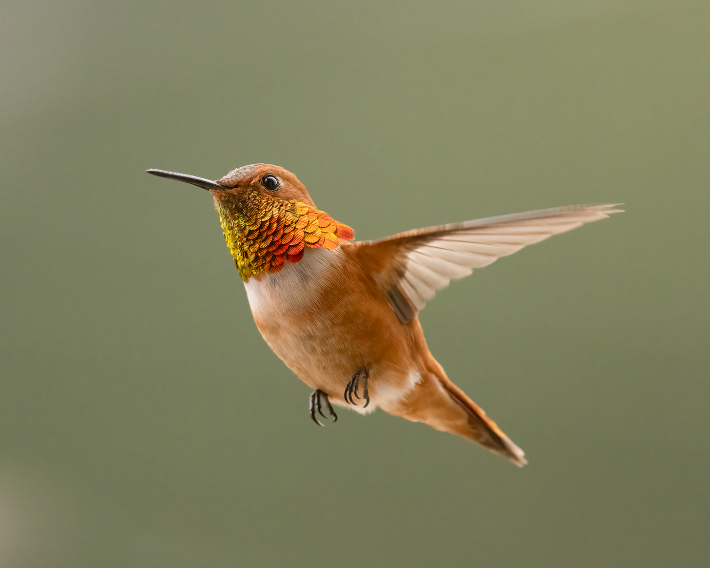 Hummingbird in Flight