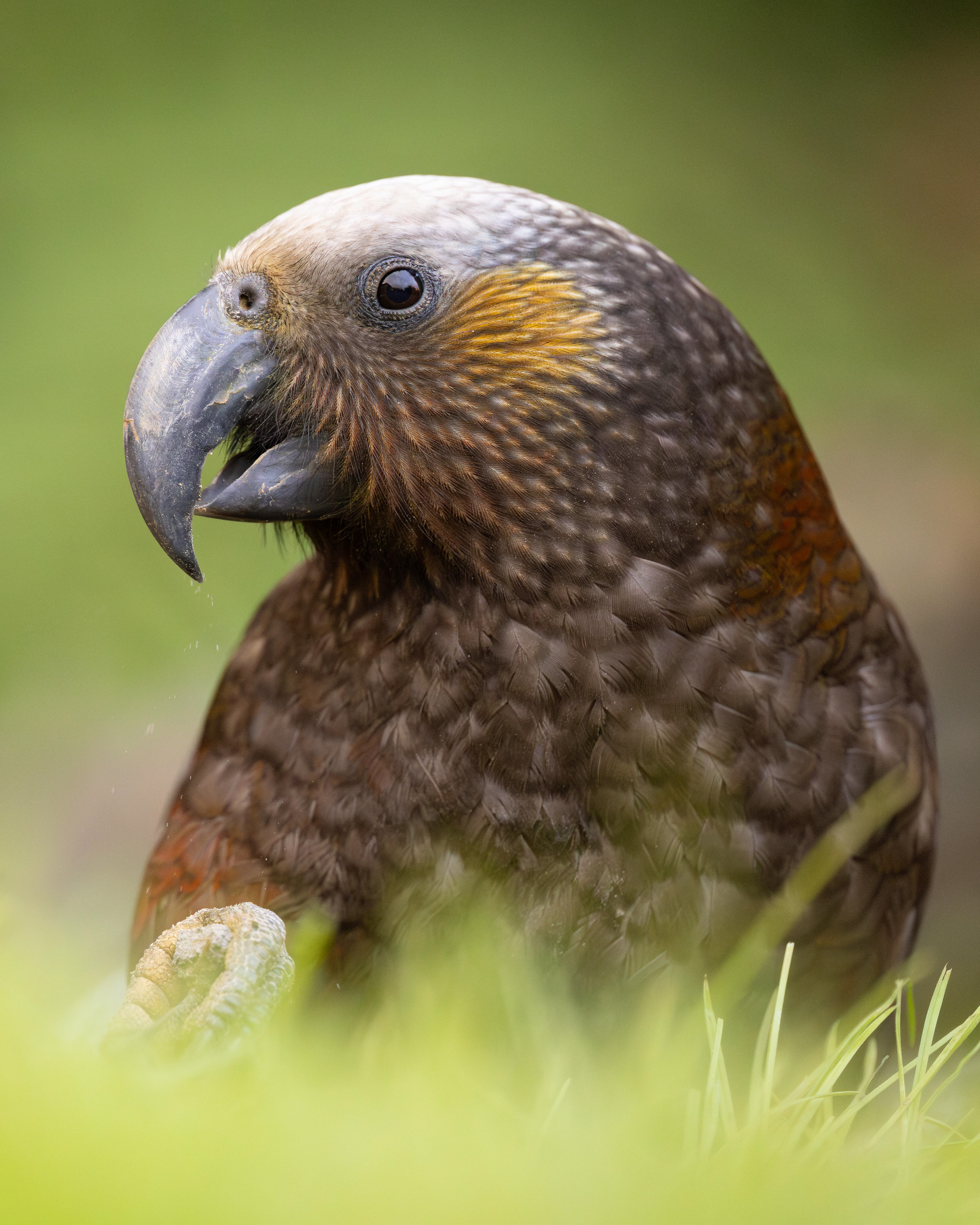 Kākā - New Zealand